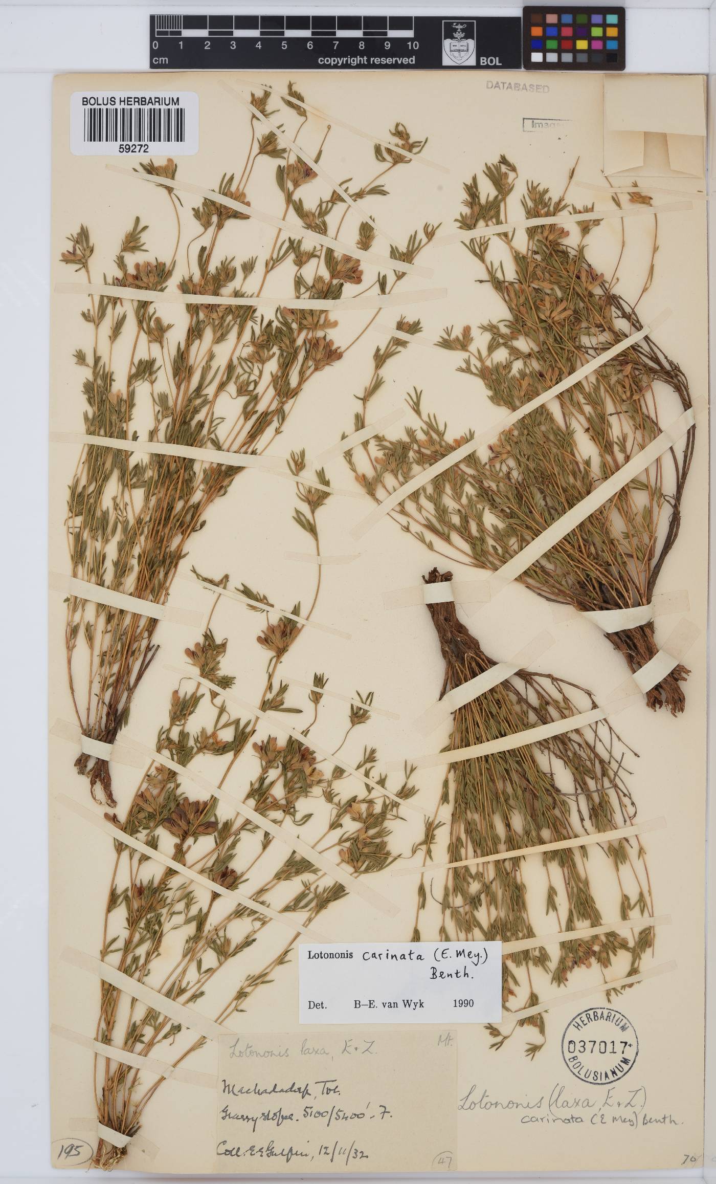 Leobordea carinata image