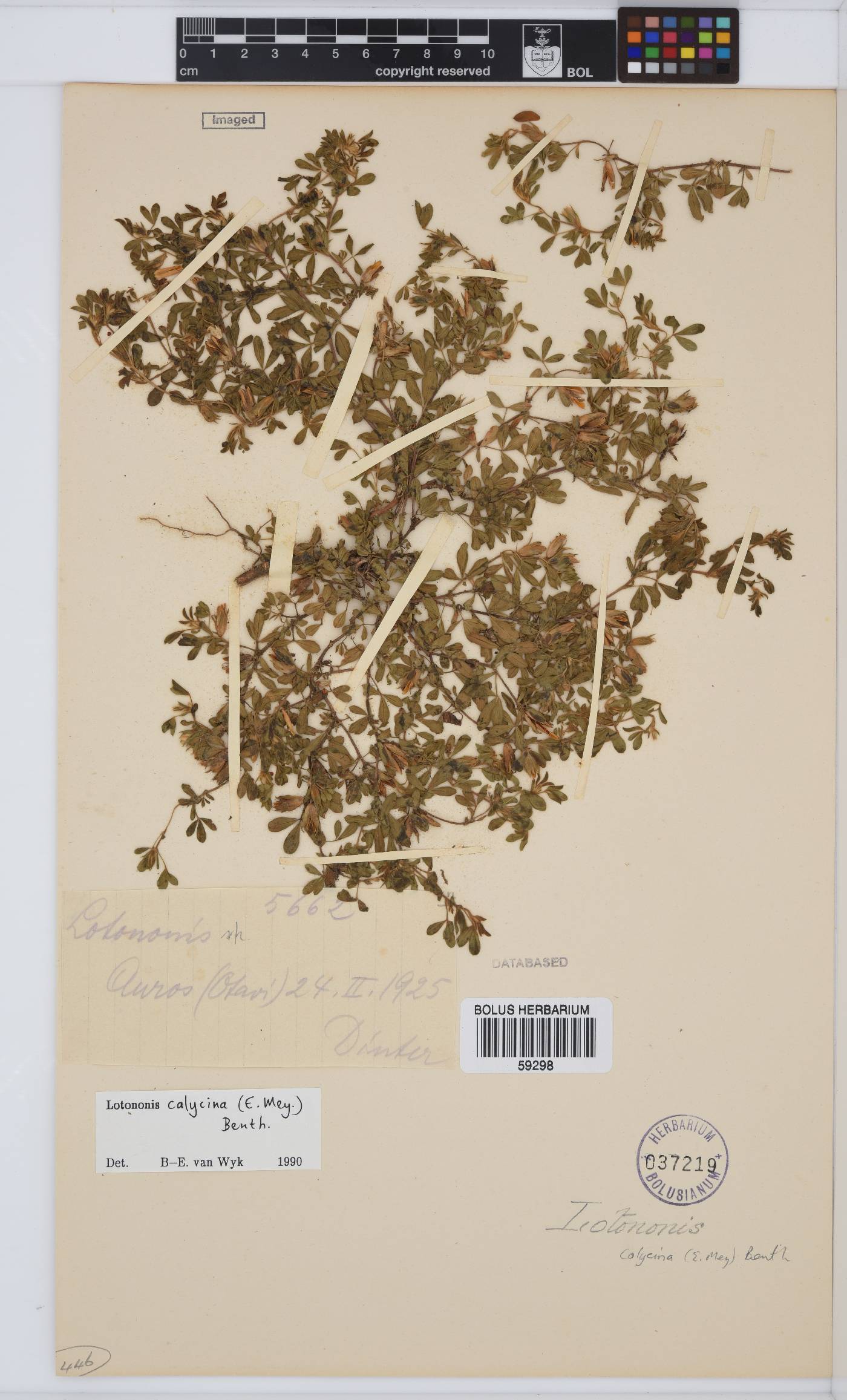 Leobordea divaricata image