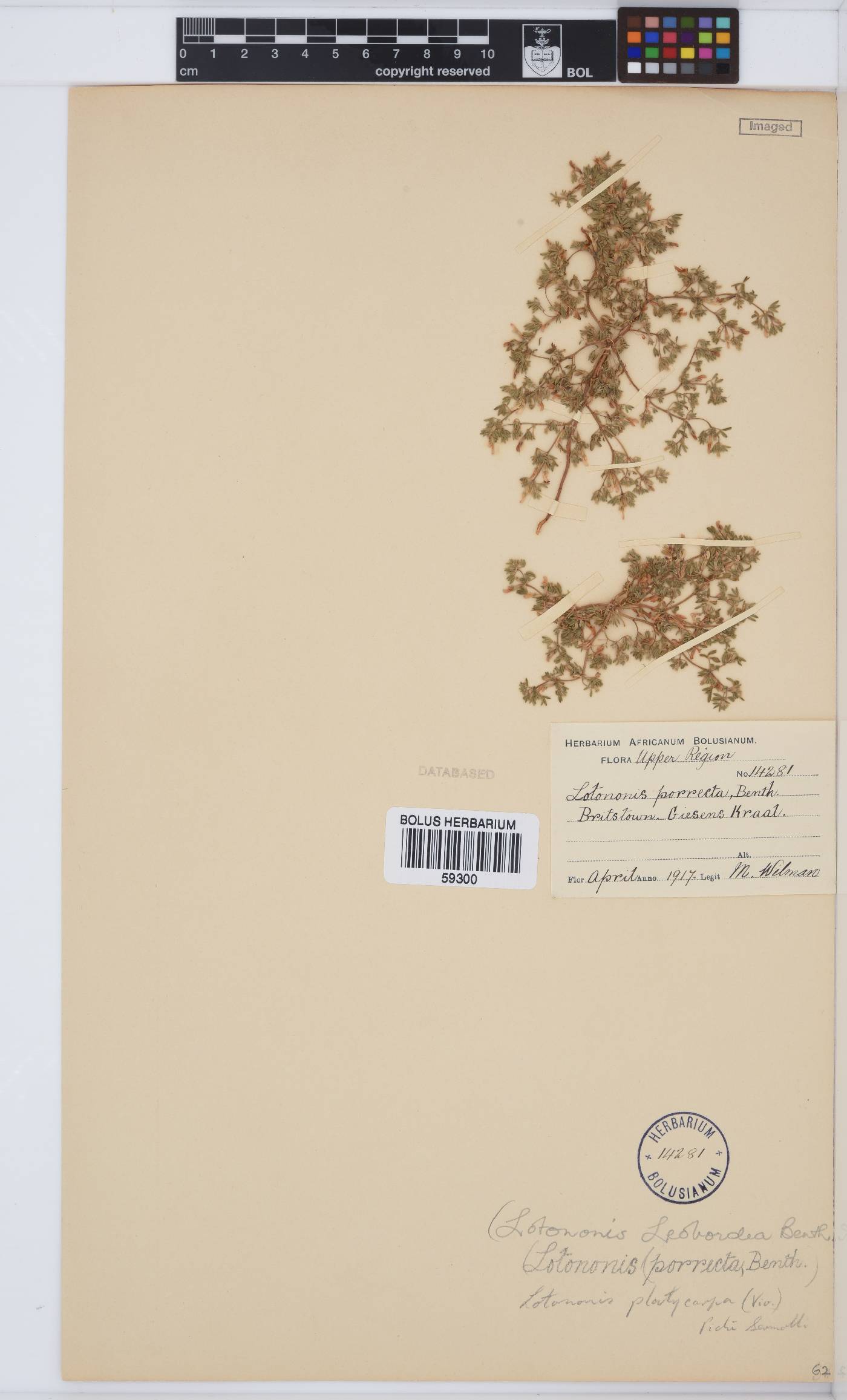 Leobordea platycarpa image