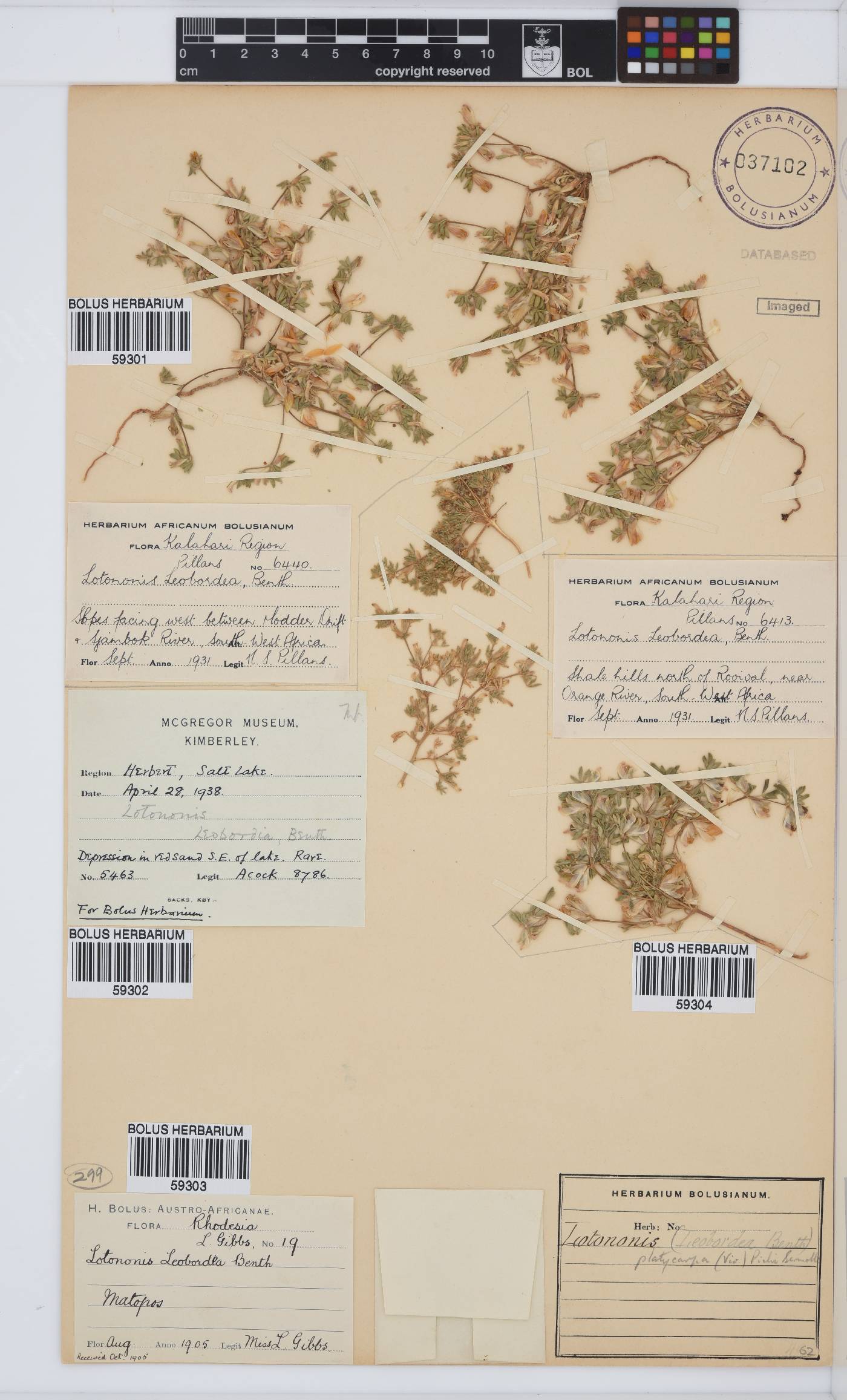 Leobordea platycarpa image