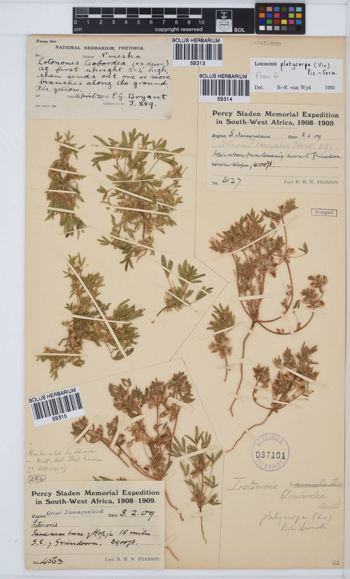 Leobordea platycarpa image