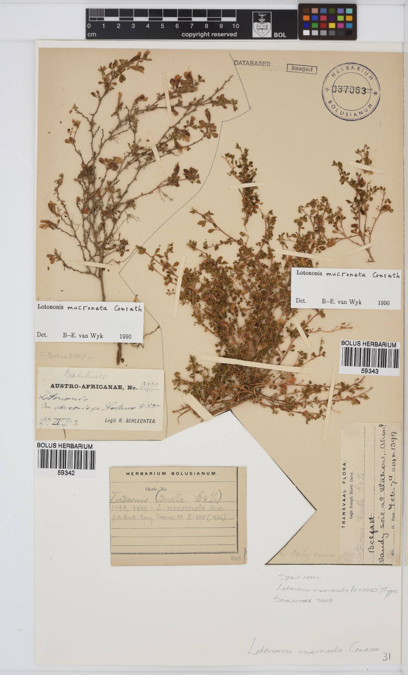 Leobordea mucronata image
