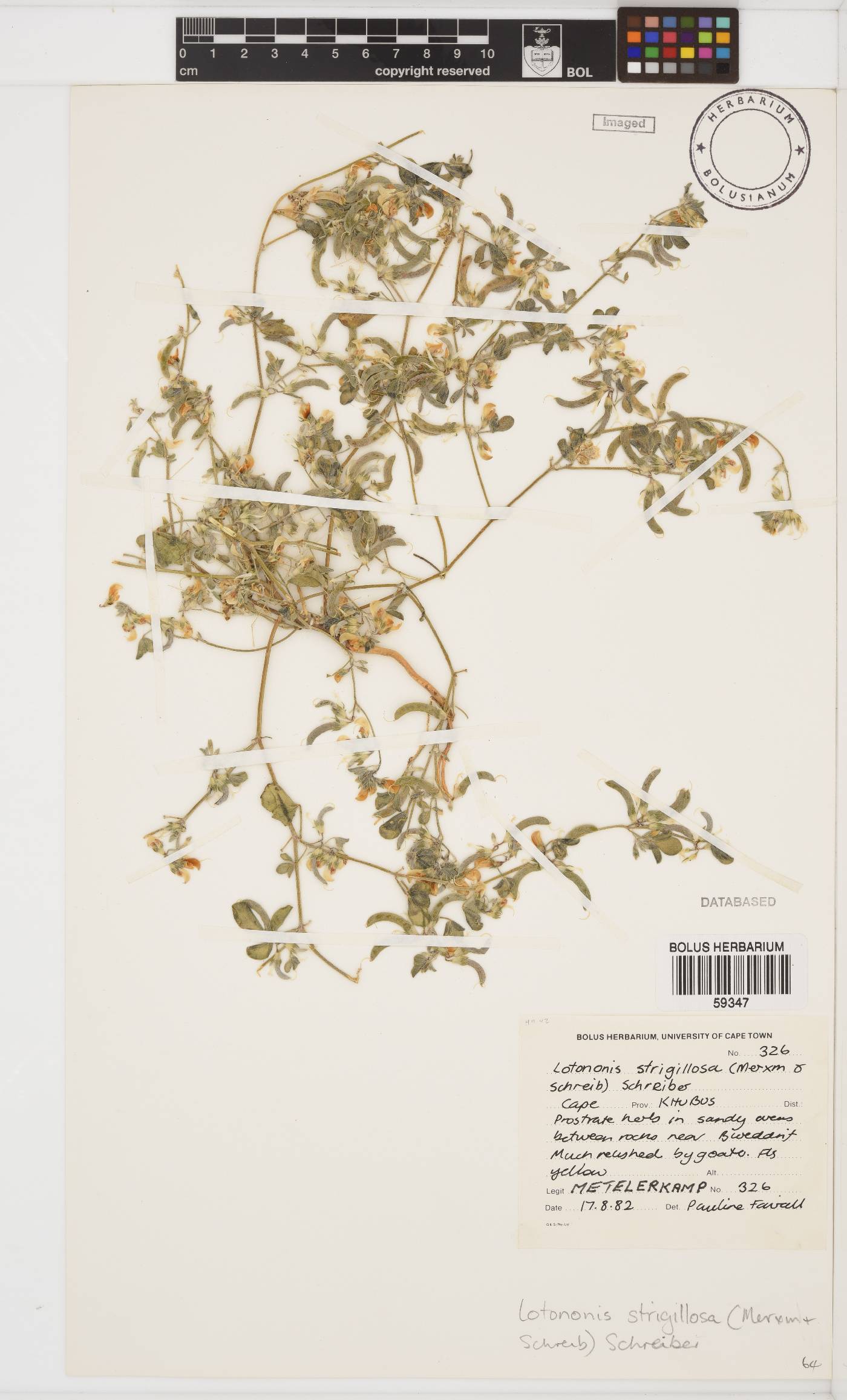 Lotononis strigillosa image