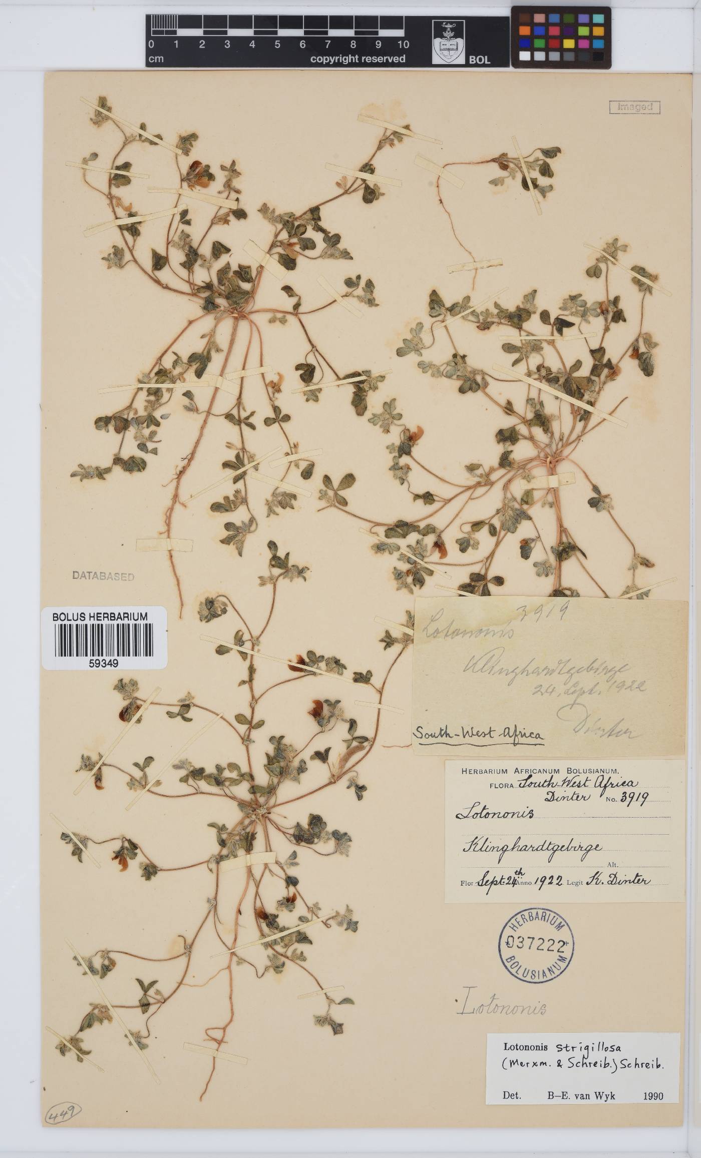 Lotononis strigillosa image