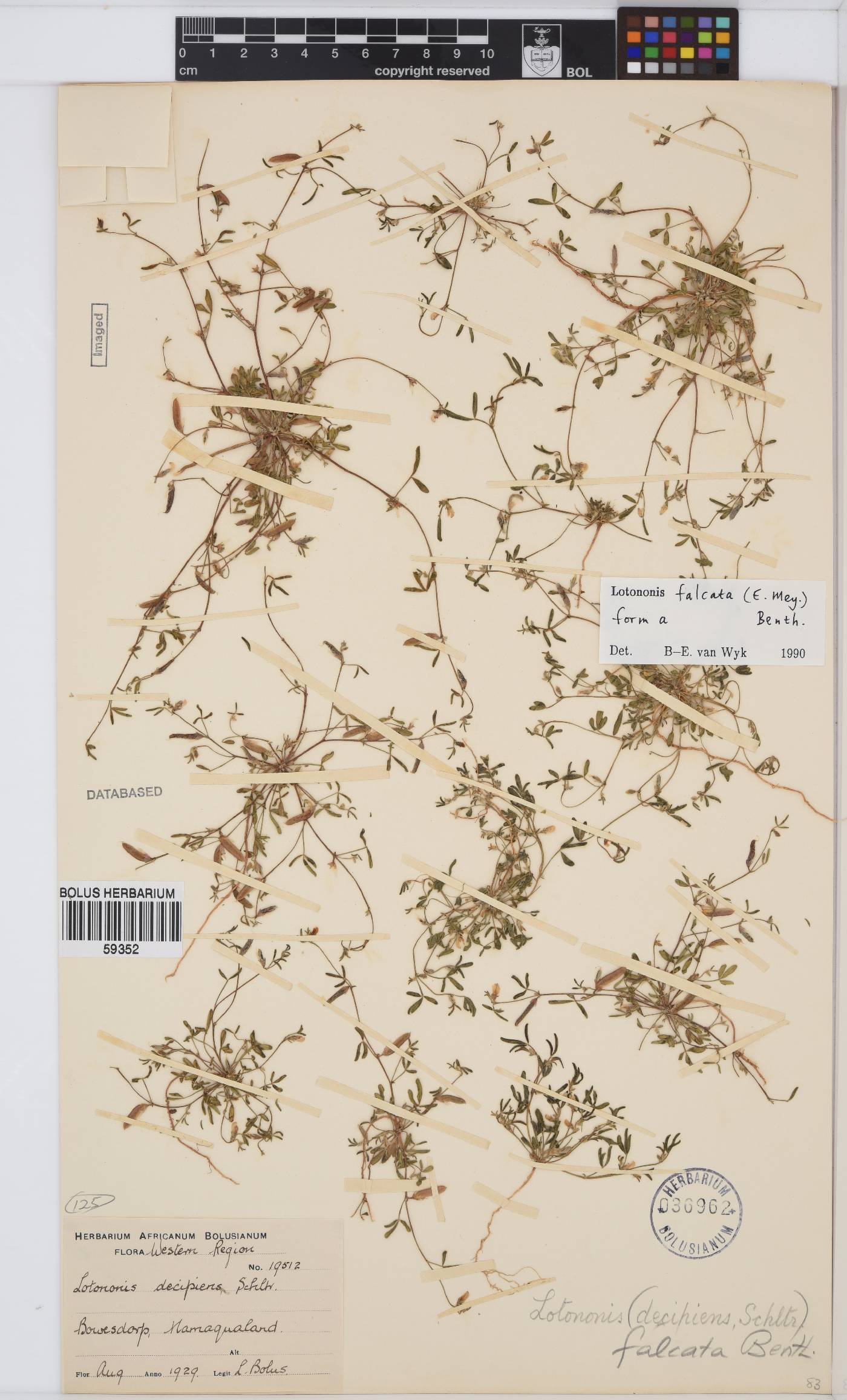 Lotononis falcata image