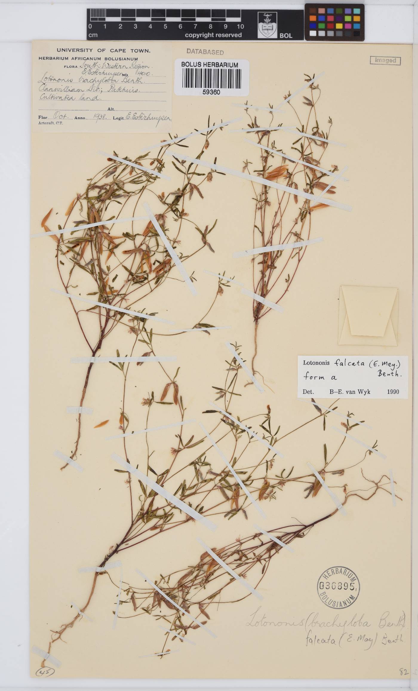 Lotononis falcata image