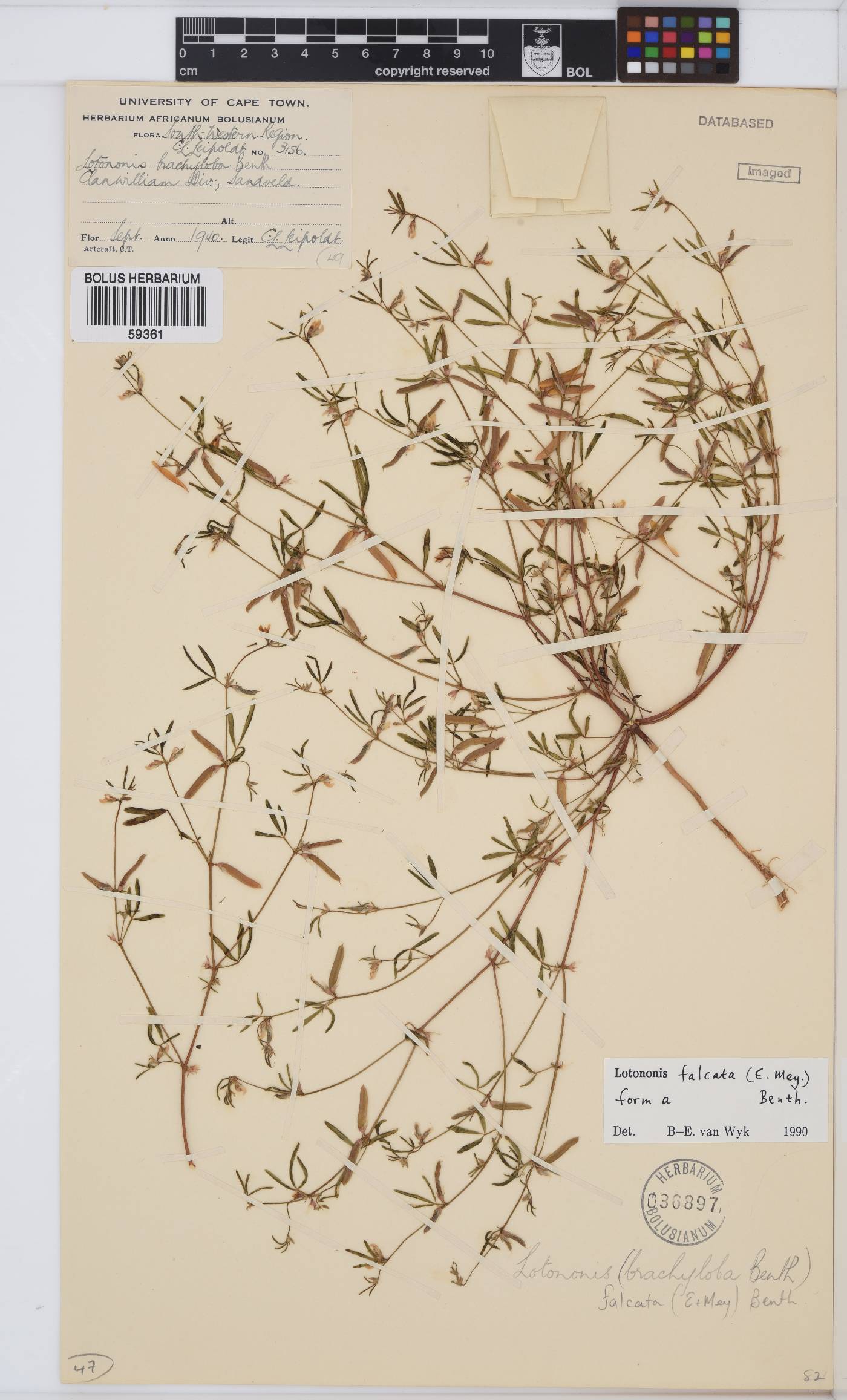 Lotononis falcata image