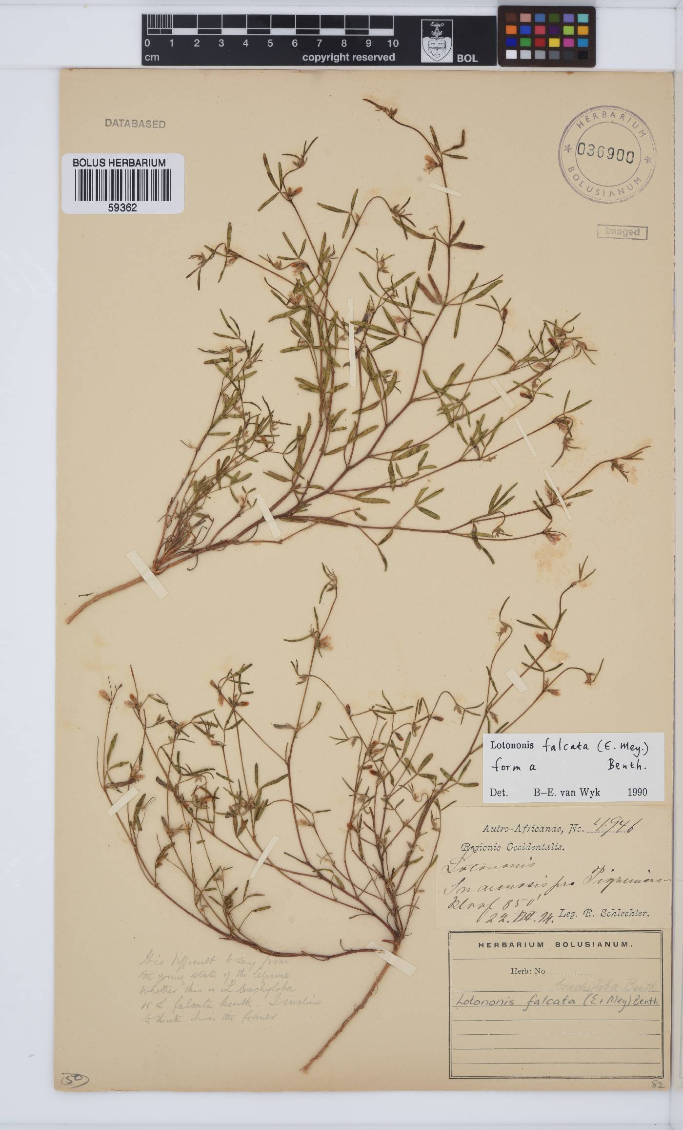 Lotononis falcata image