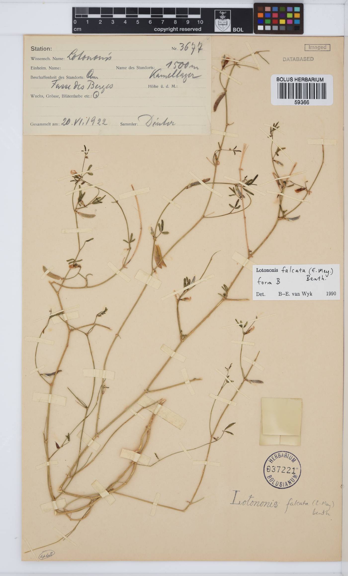 Lotononis falcata image