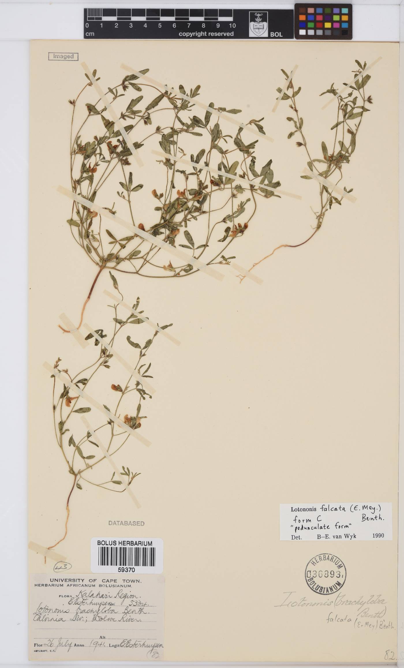 Lotononis falcata image