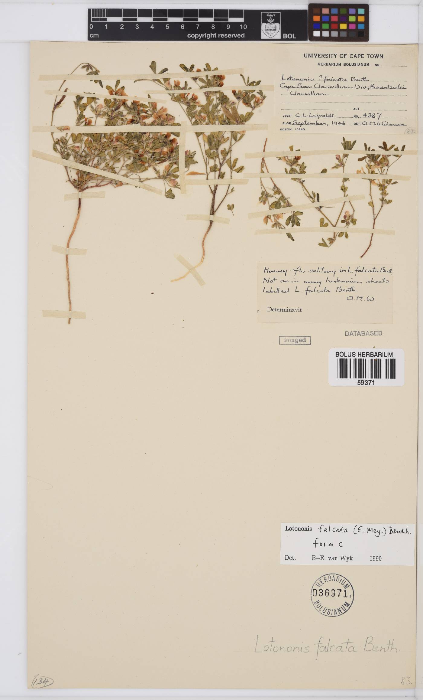 Lotononis falcata image