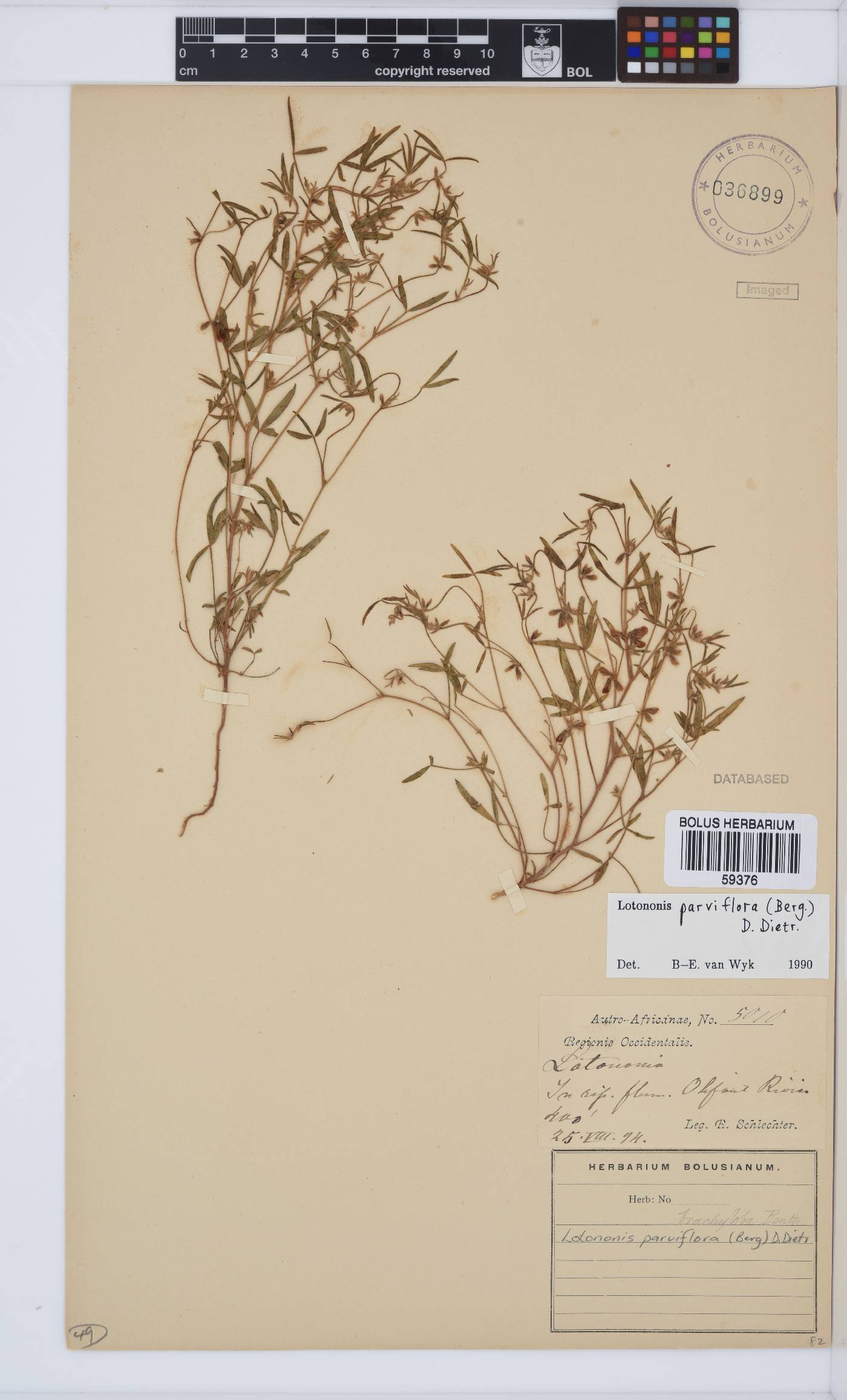 Lotononis parviflora image