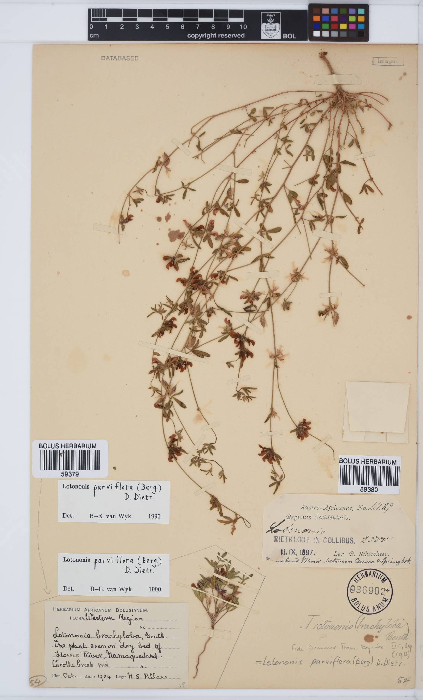 Lotononis parviflora image