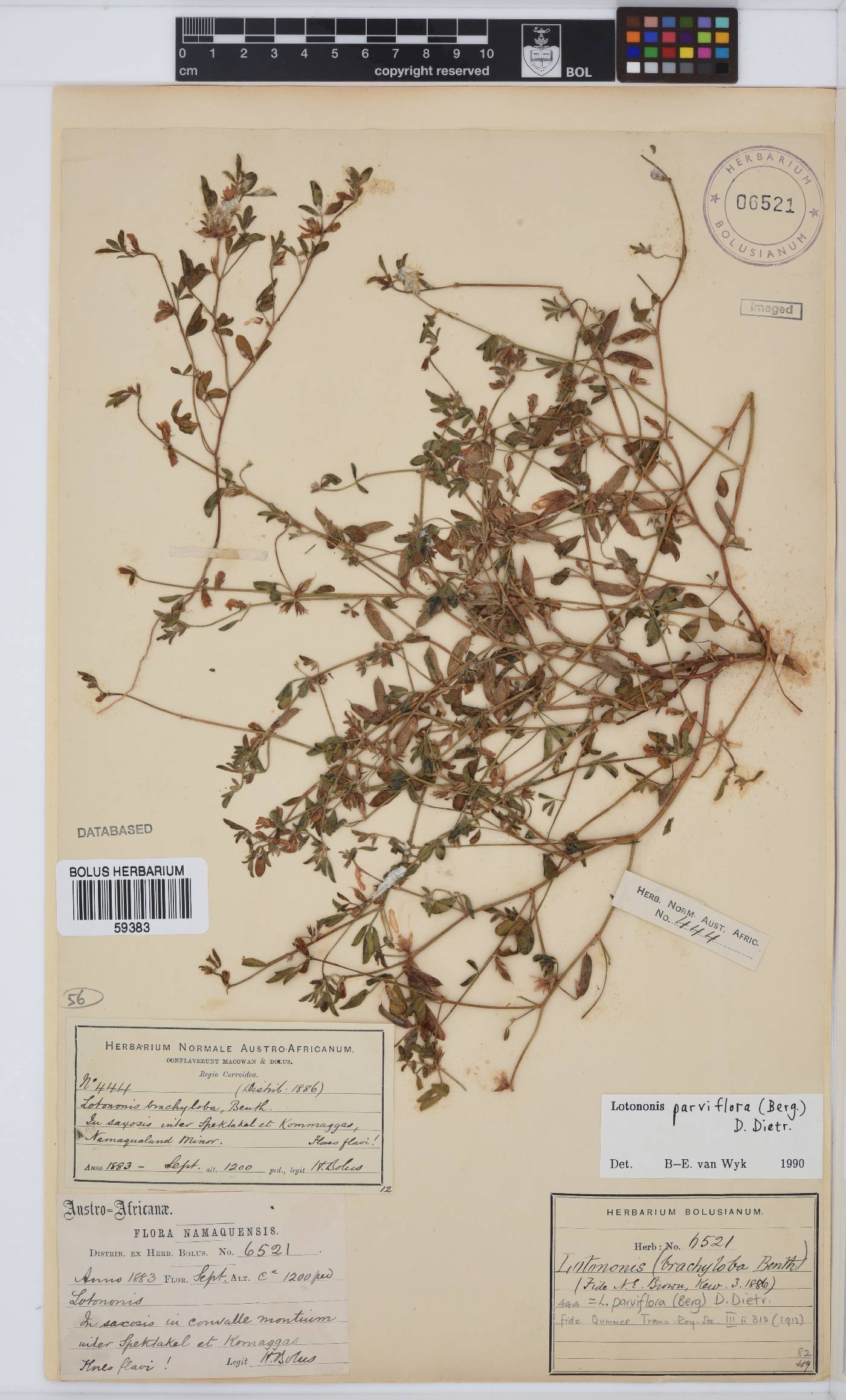 Lotononis parviflora image