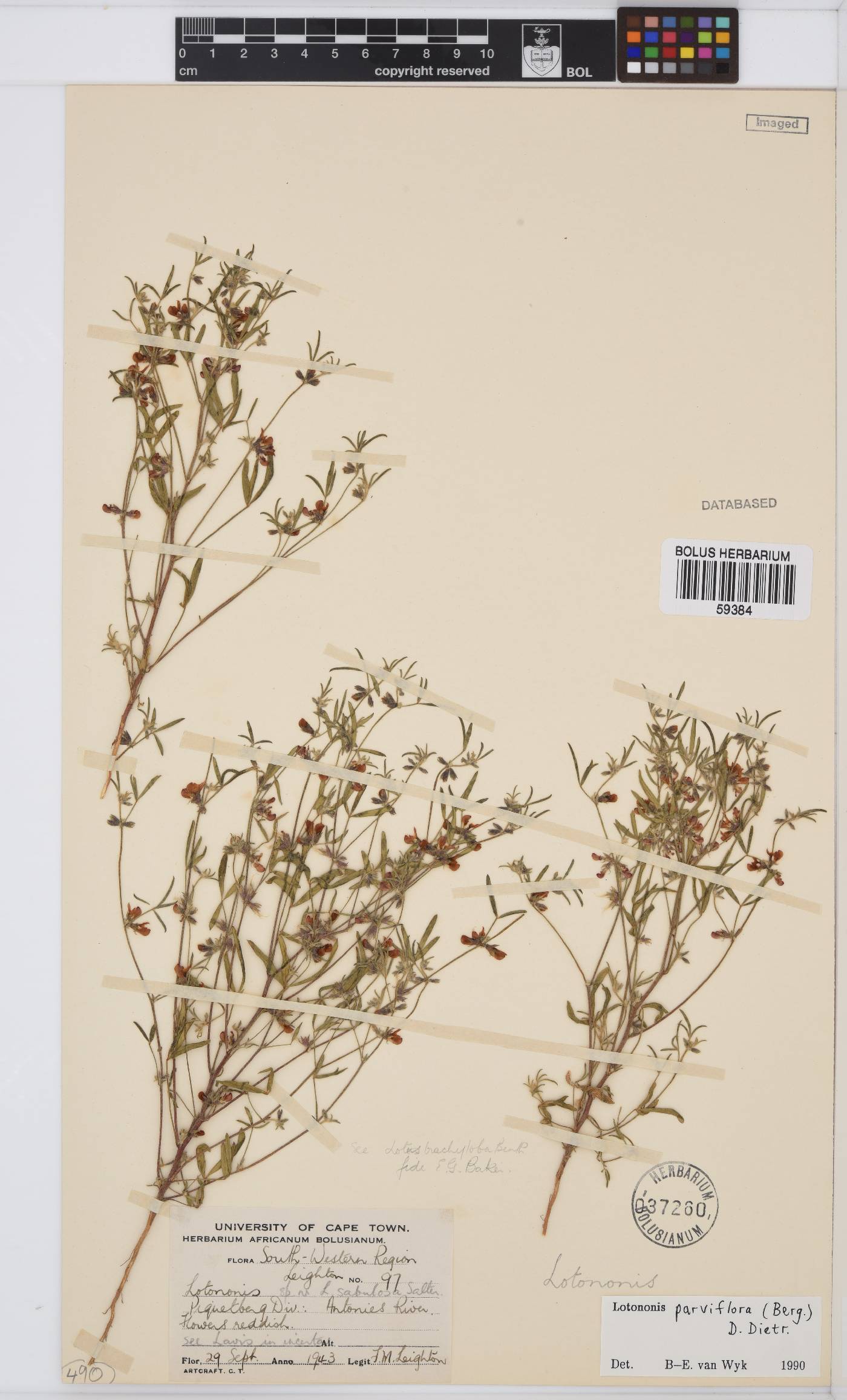 Lotononis parviflora image