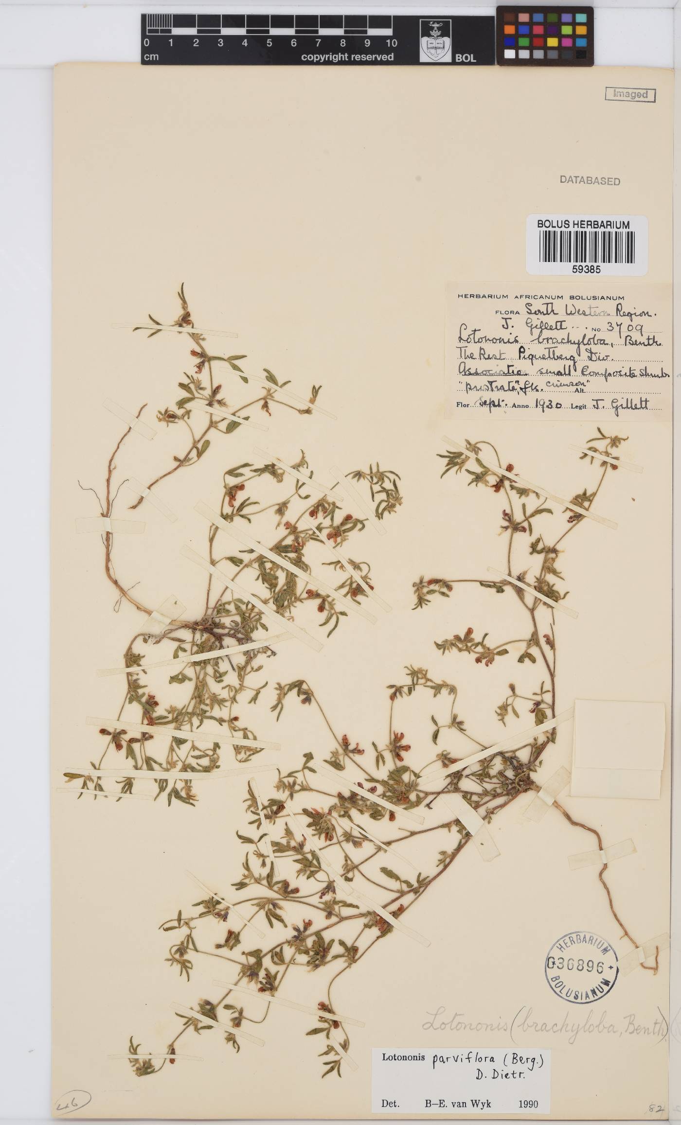 Lotononis parviflora image