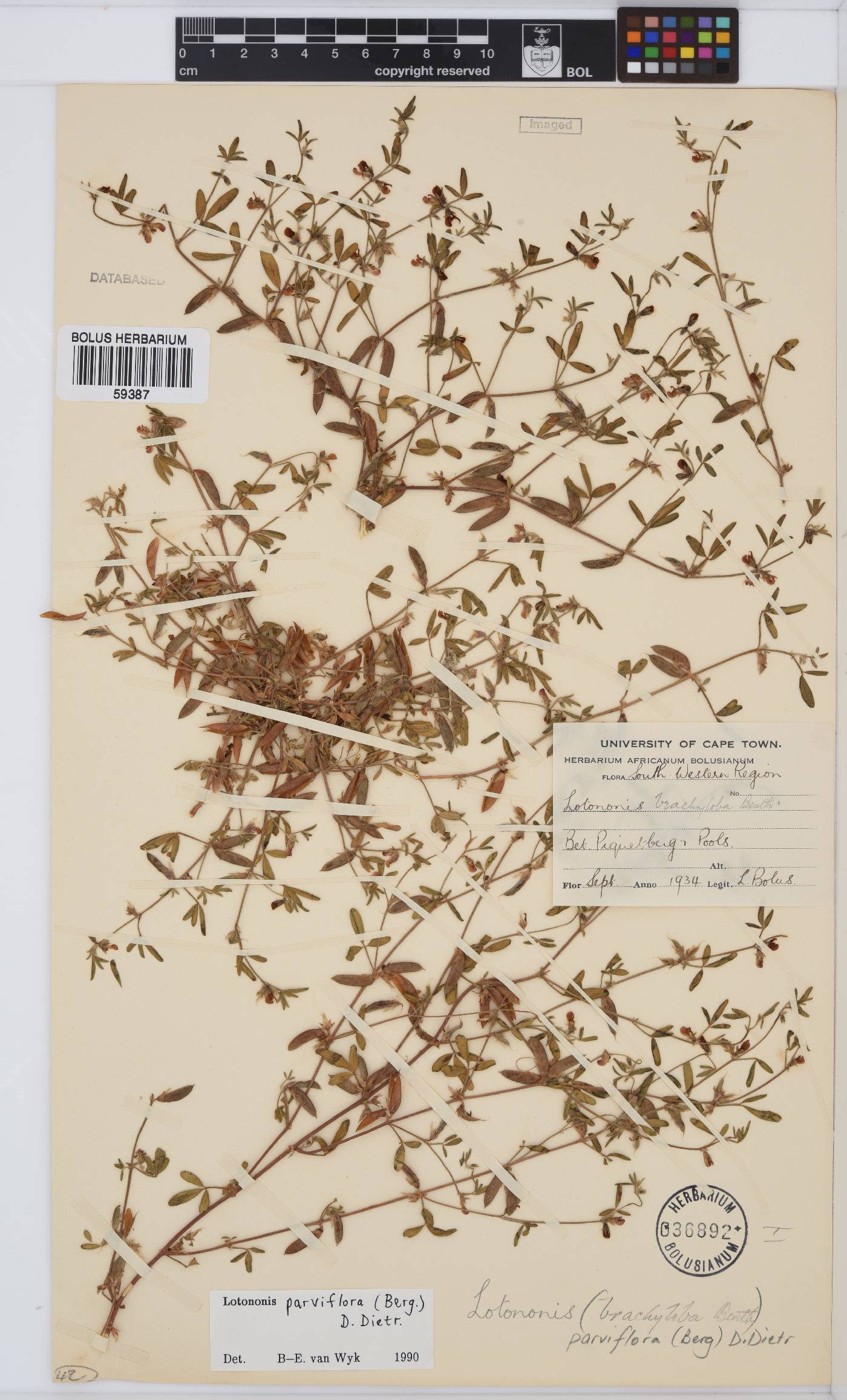 Lotononis parviflora image