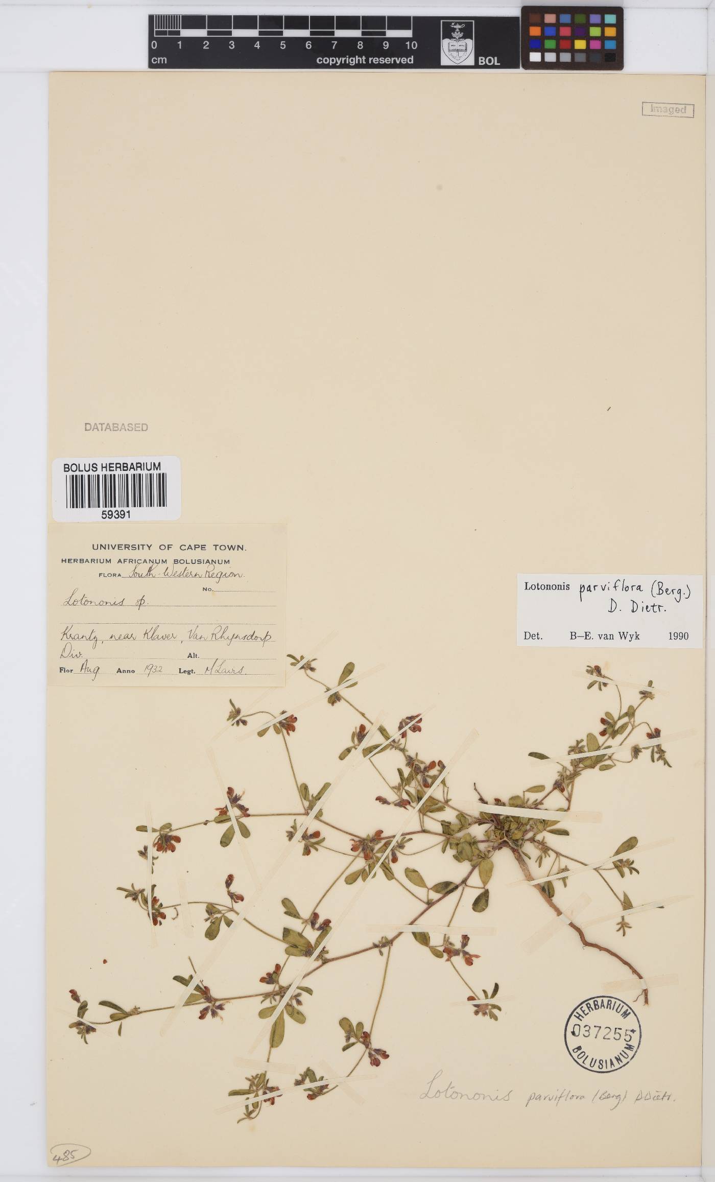 Lotononis parviflora image