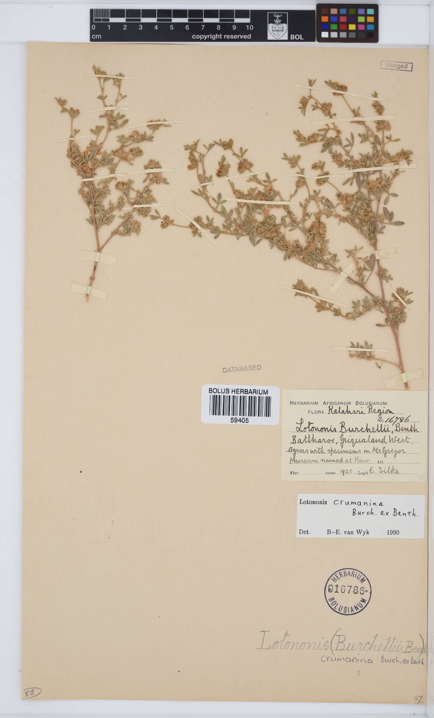 Lotononis crumanina image