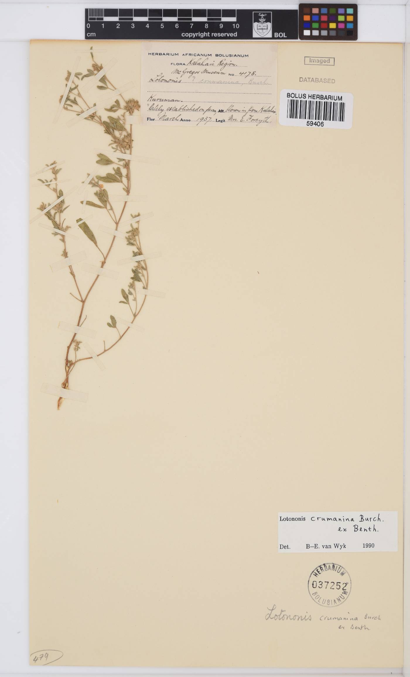 Lotononis crumanina image