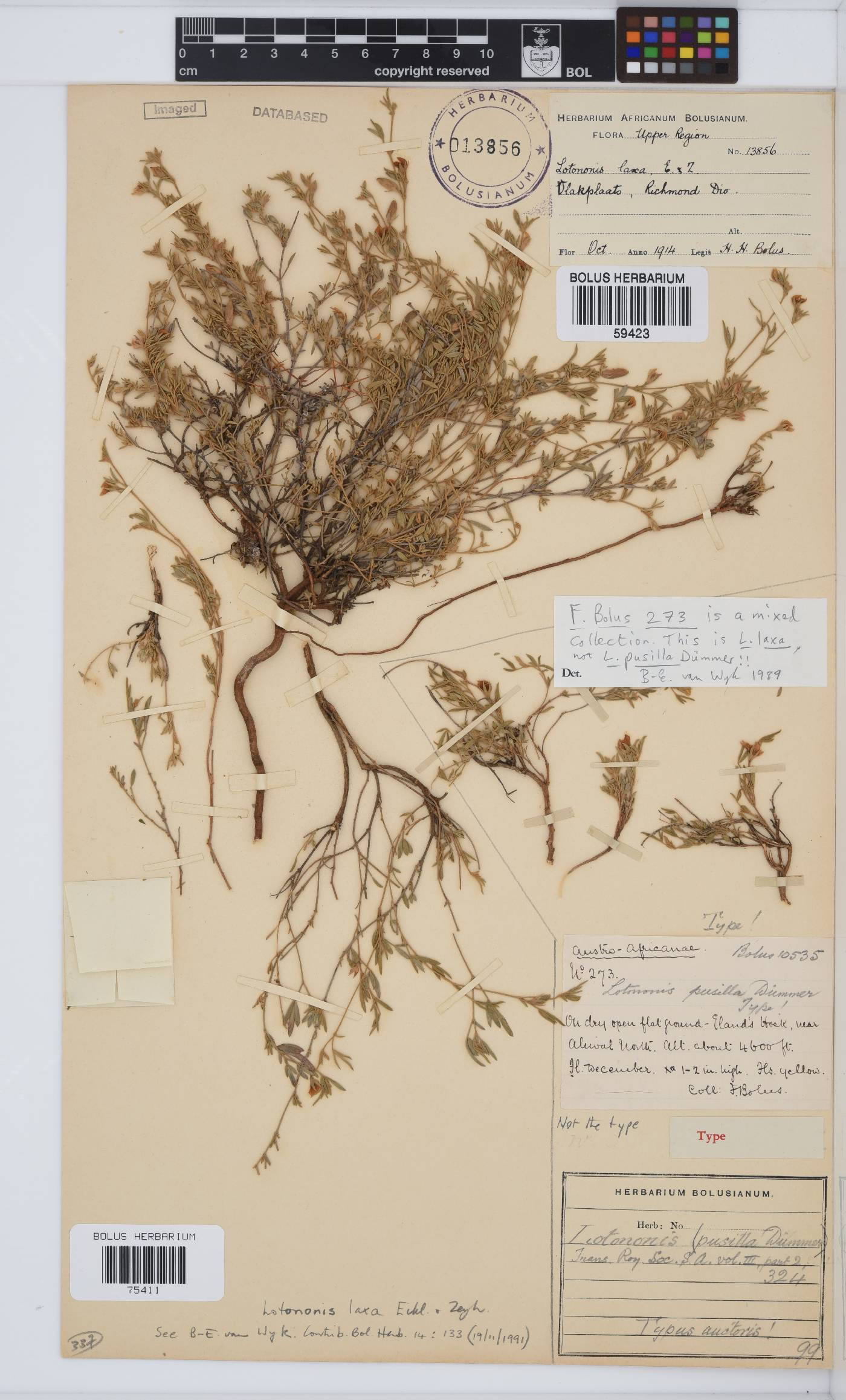 Lotononis laxa image