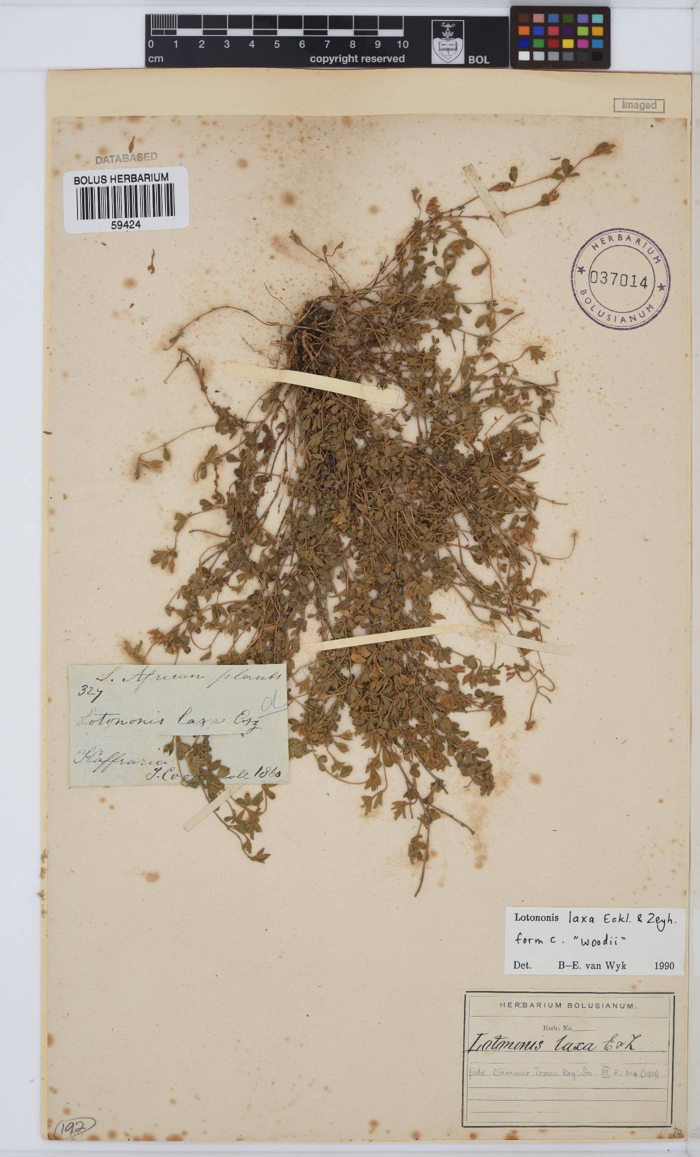 Lotononis laxa image
