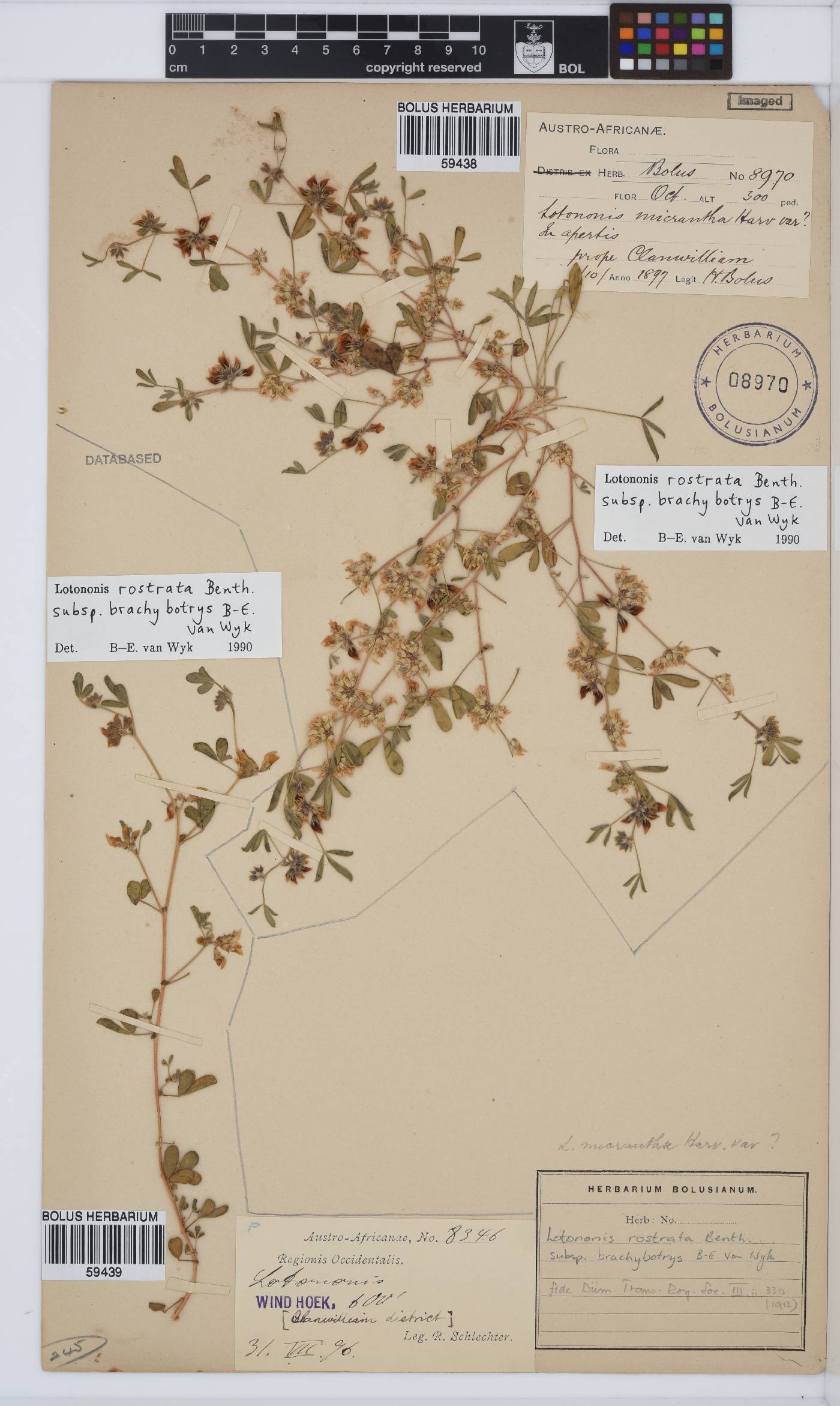 Lotononis rostrata image