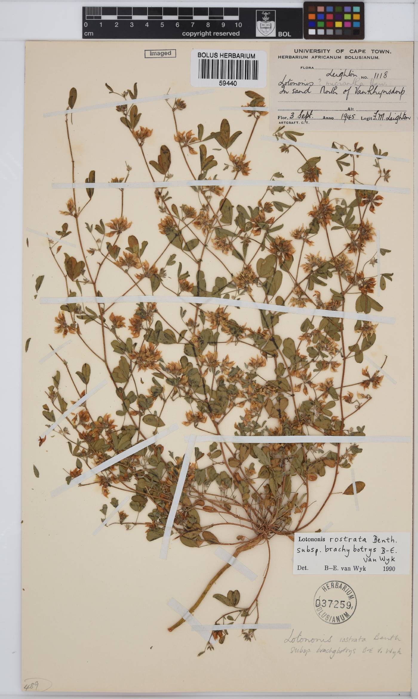 Lotononis rostrata subsp. brachybotrys image