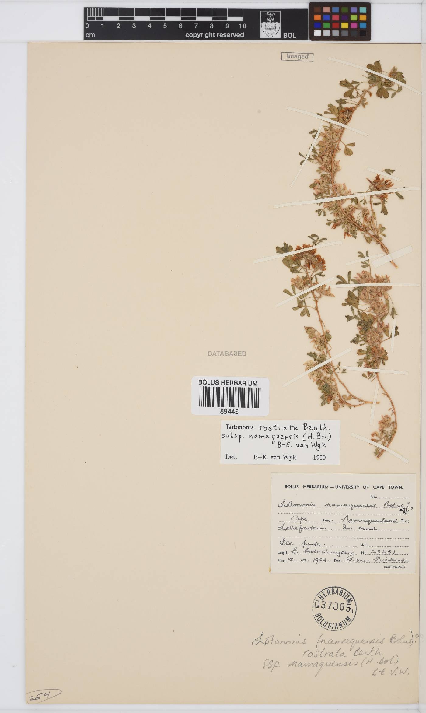 Lotononis rostrata subsp. namaquensis image