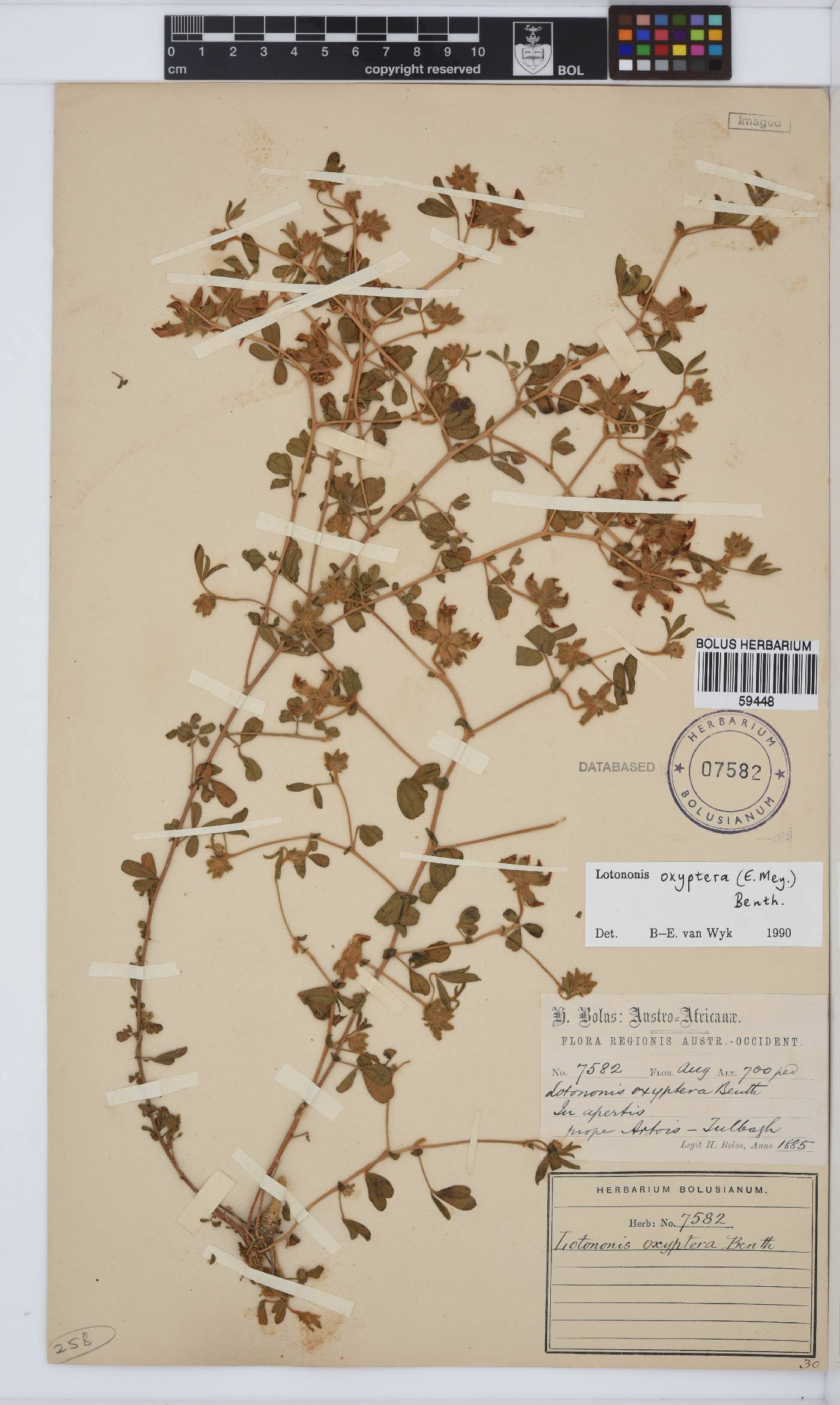 Lotononis oxyptera image