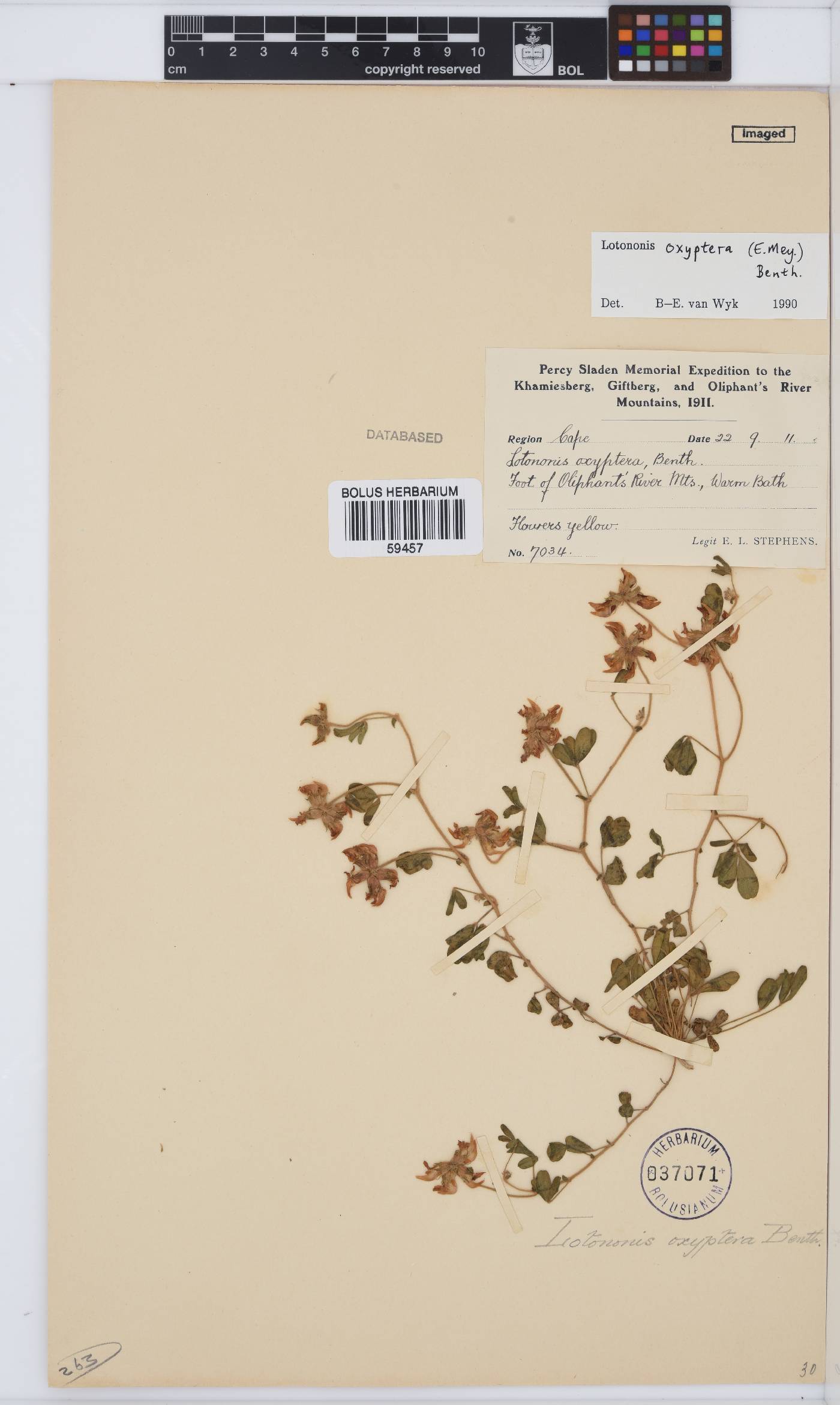 Lotononis oxyptera image