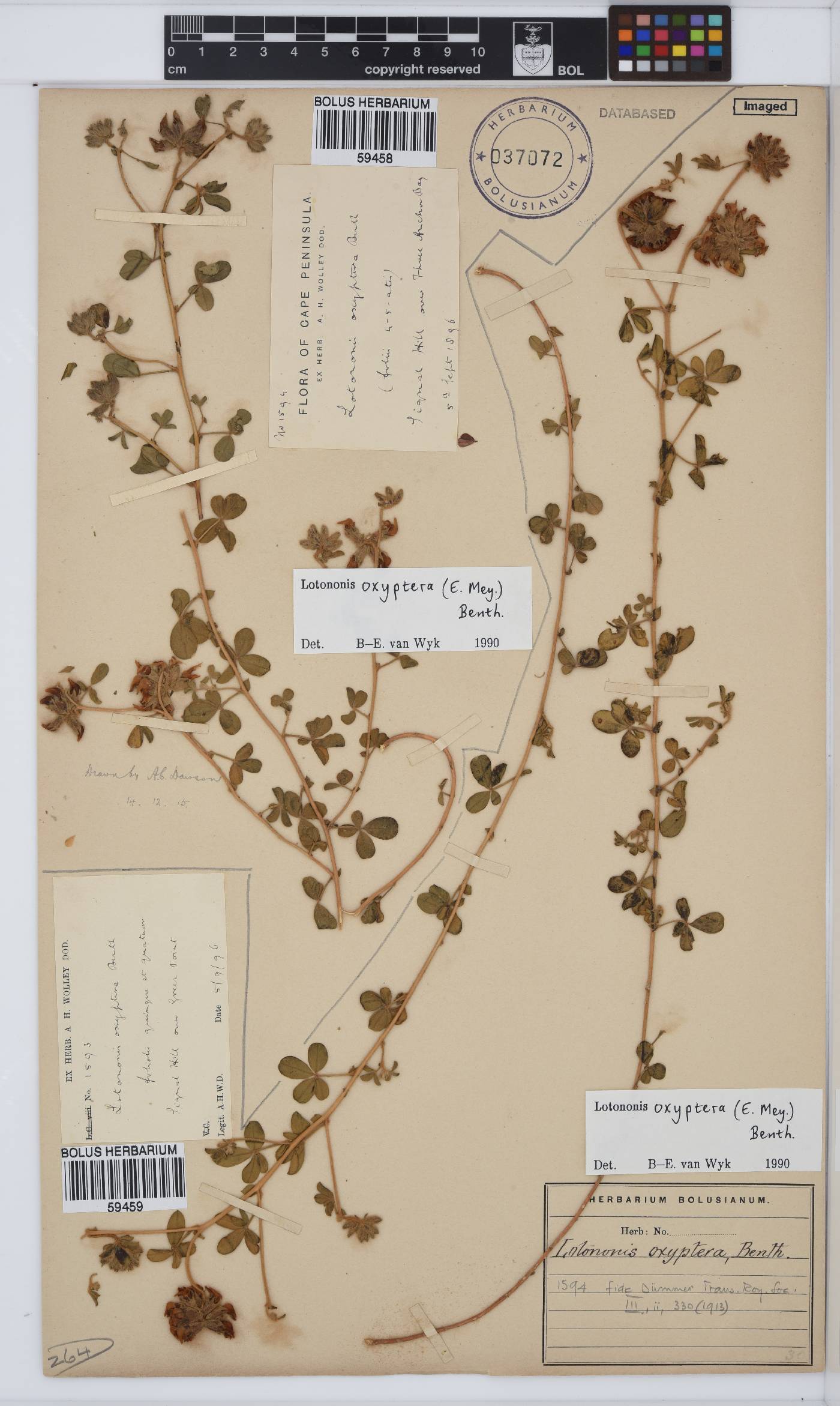 Lotononis oxyptera image