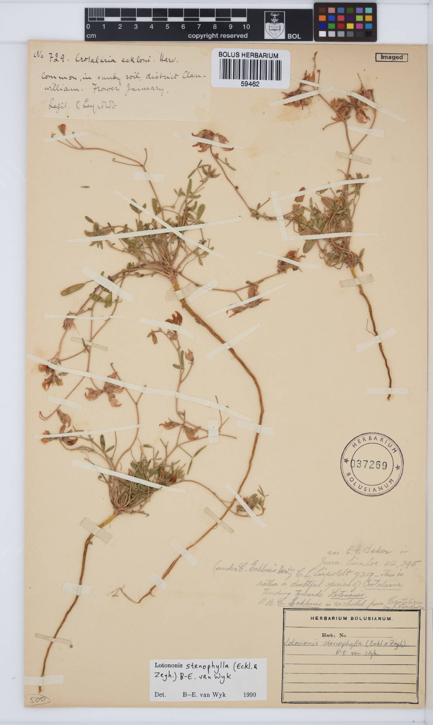 Lotononis stenophylla image