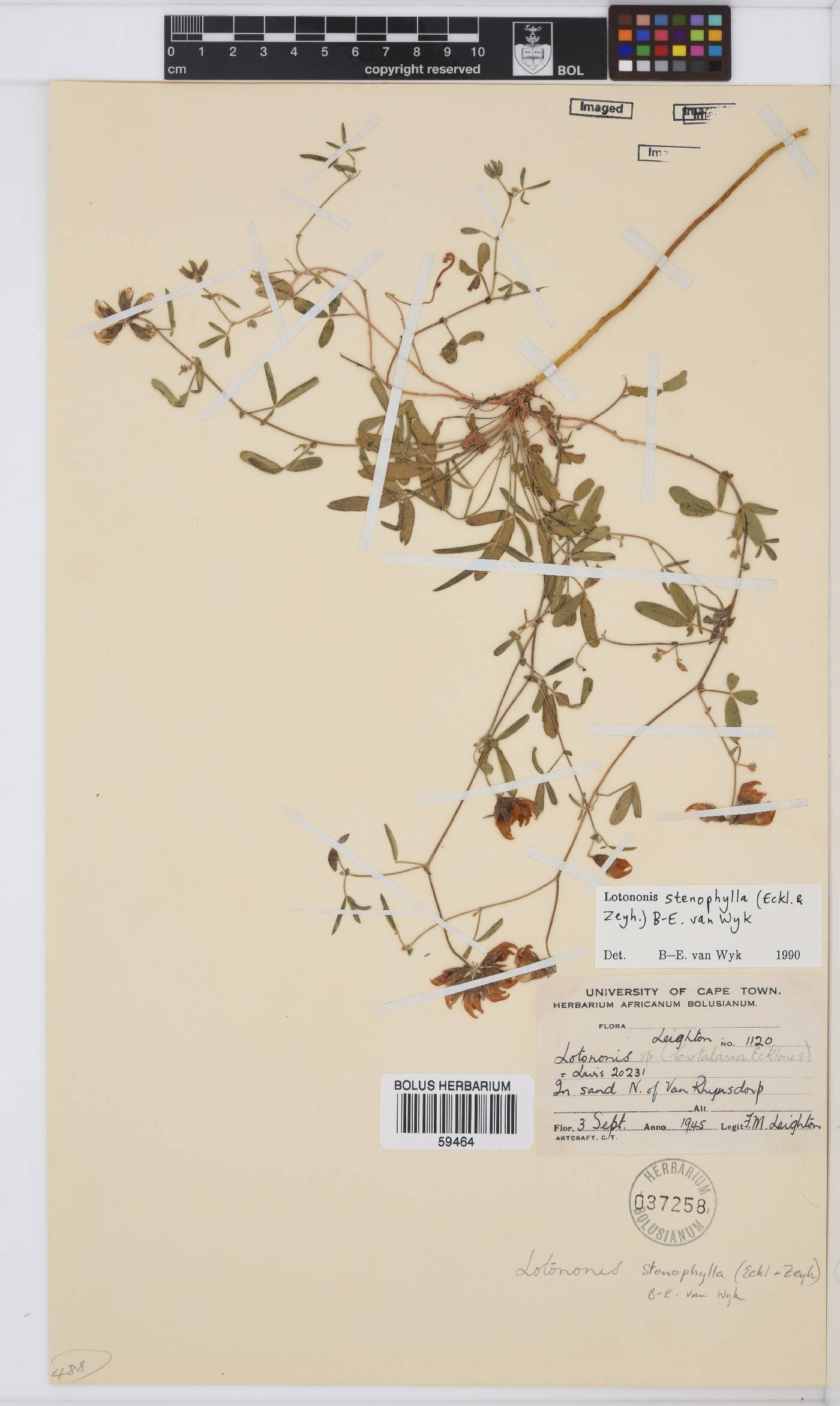 Lotononis stenophylla image