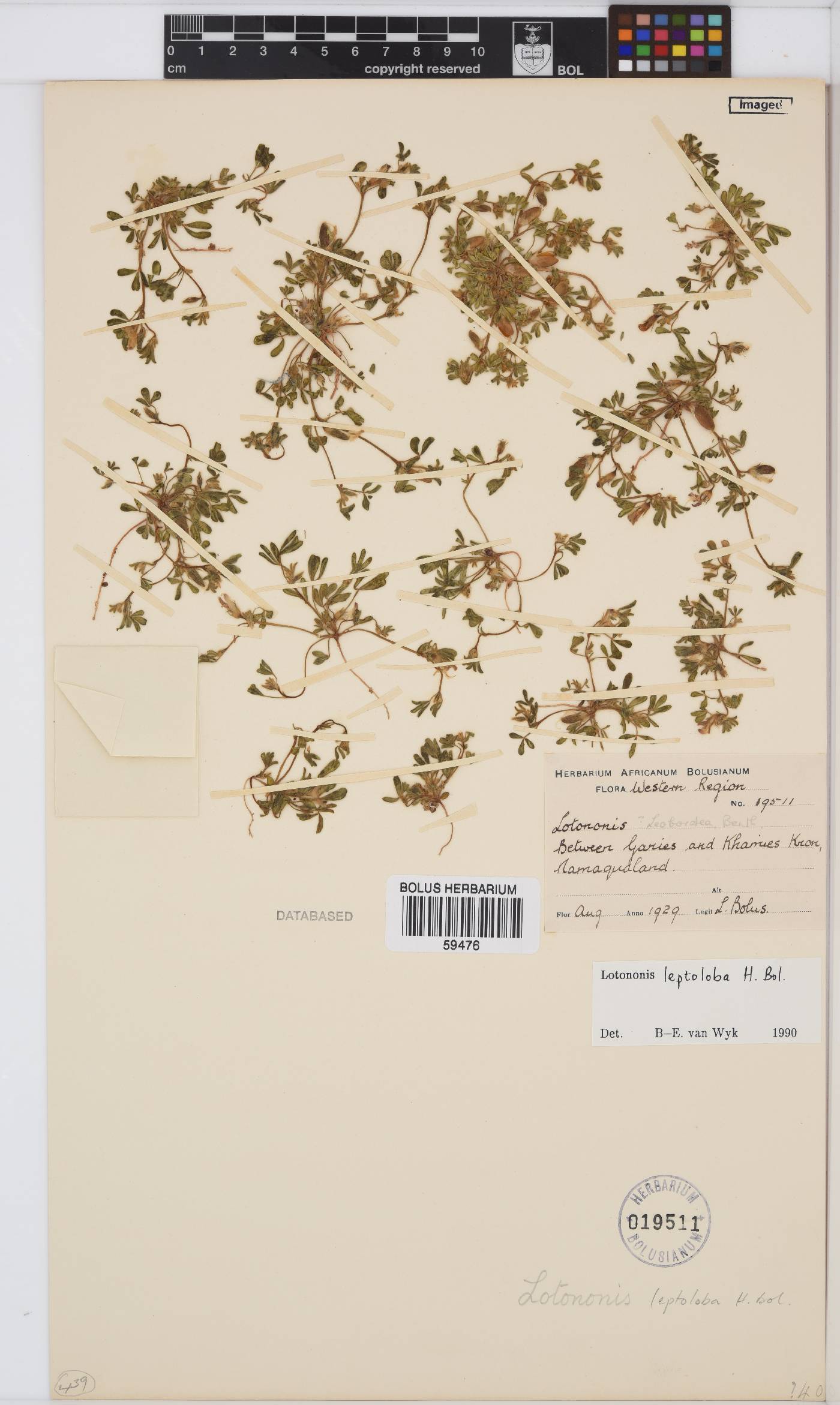 Lotononis leptoloba image