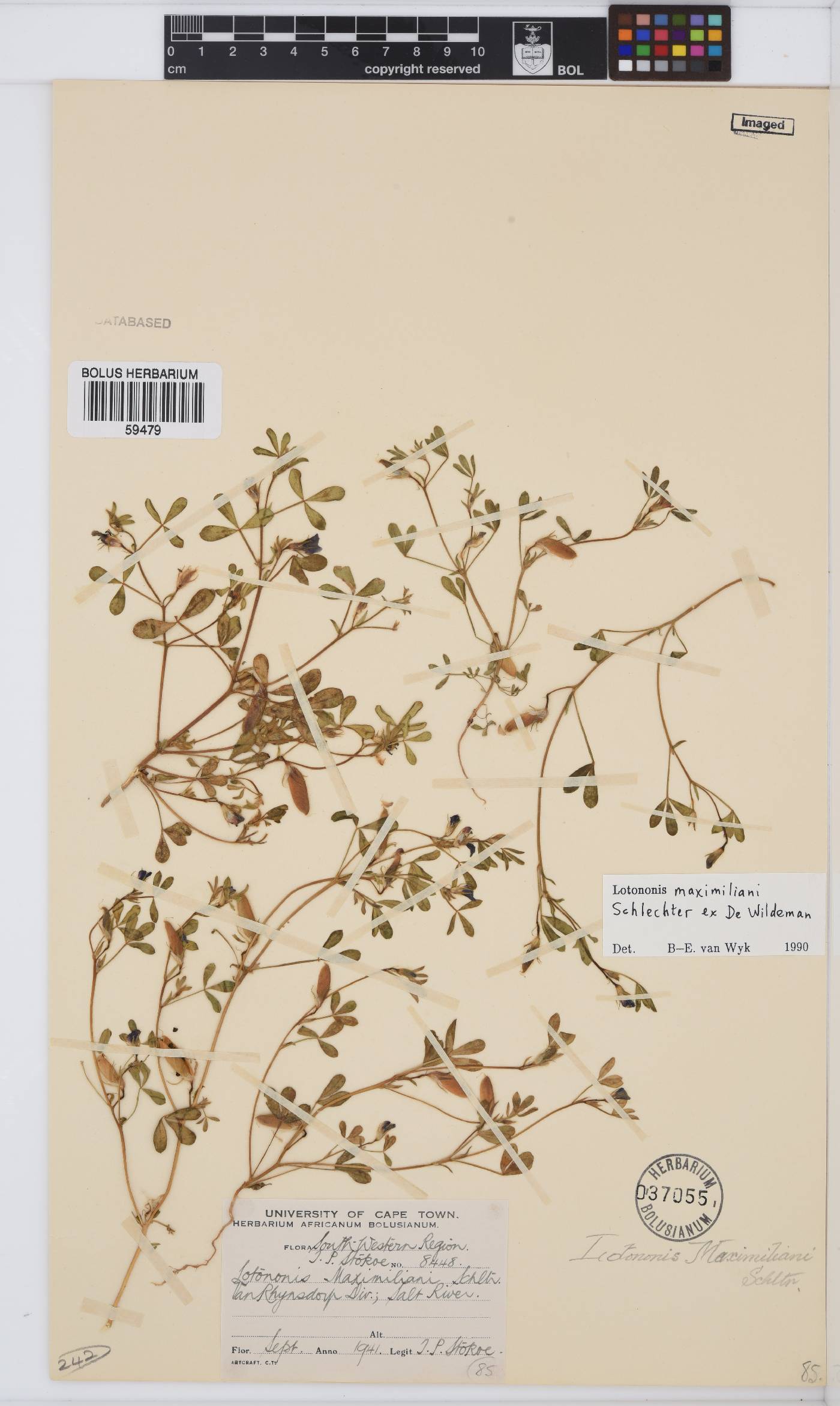 Lotononis maximiliani image
