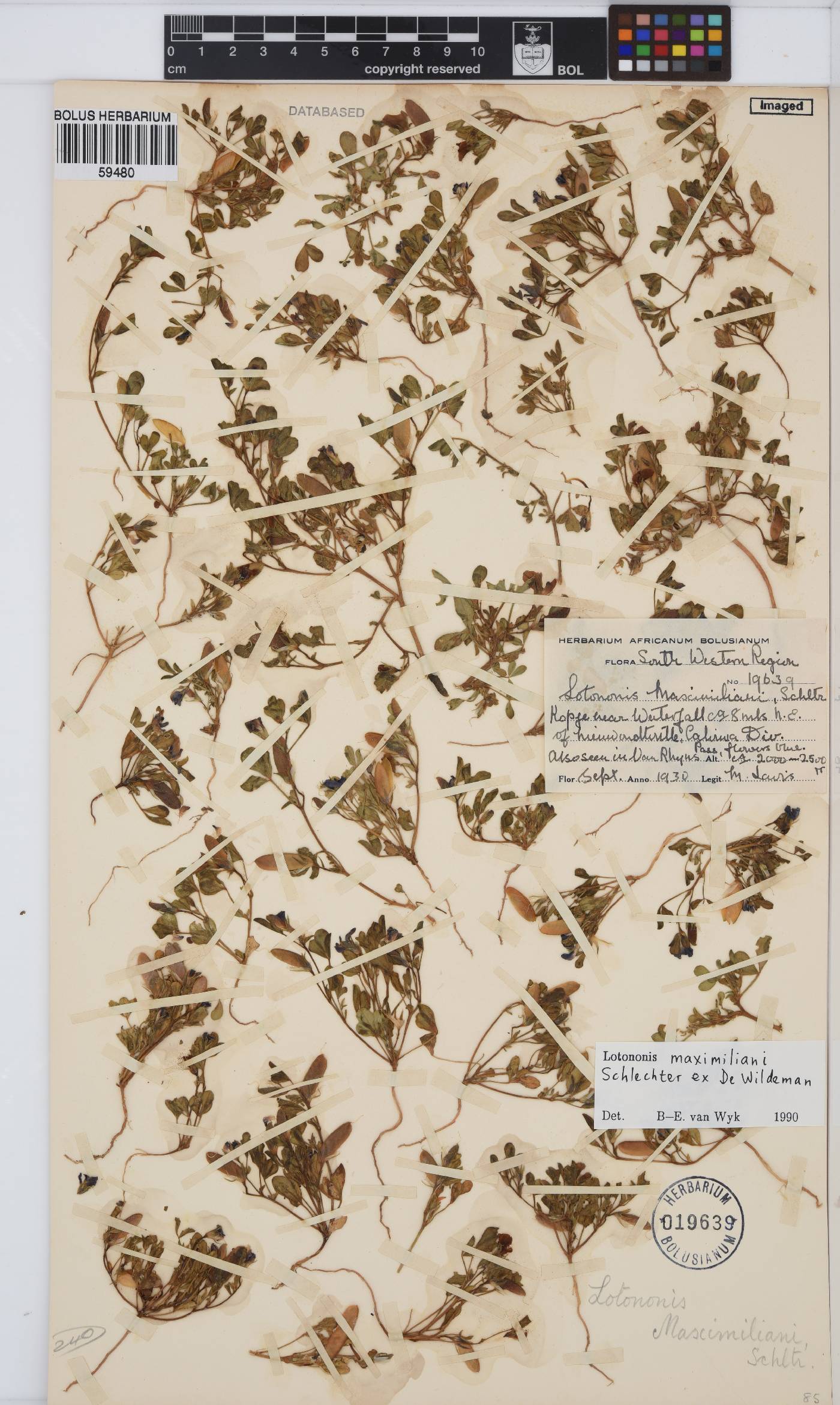 Lotononis maximiliani image