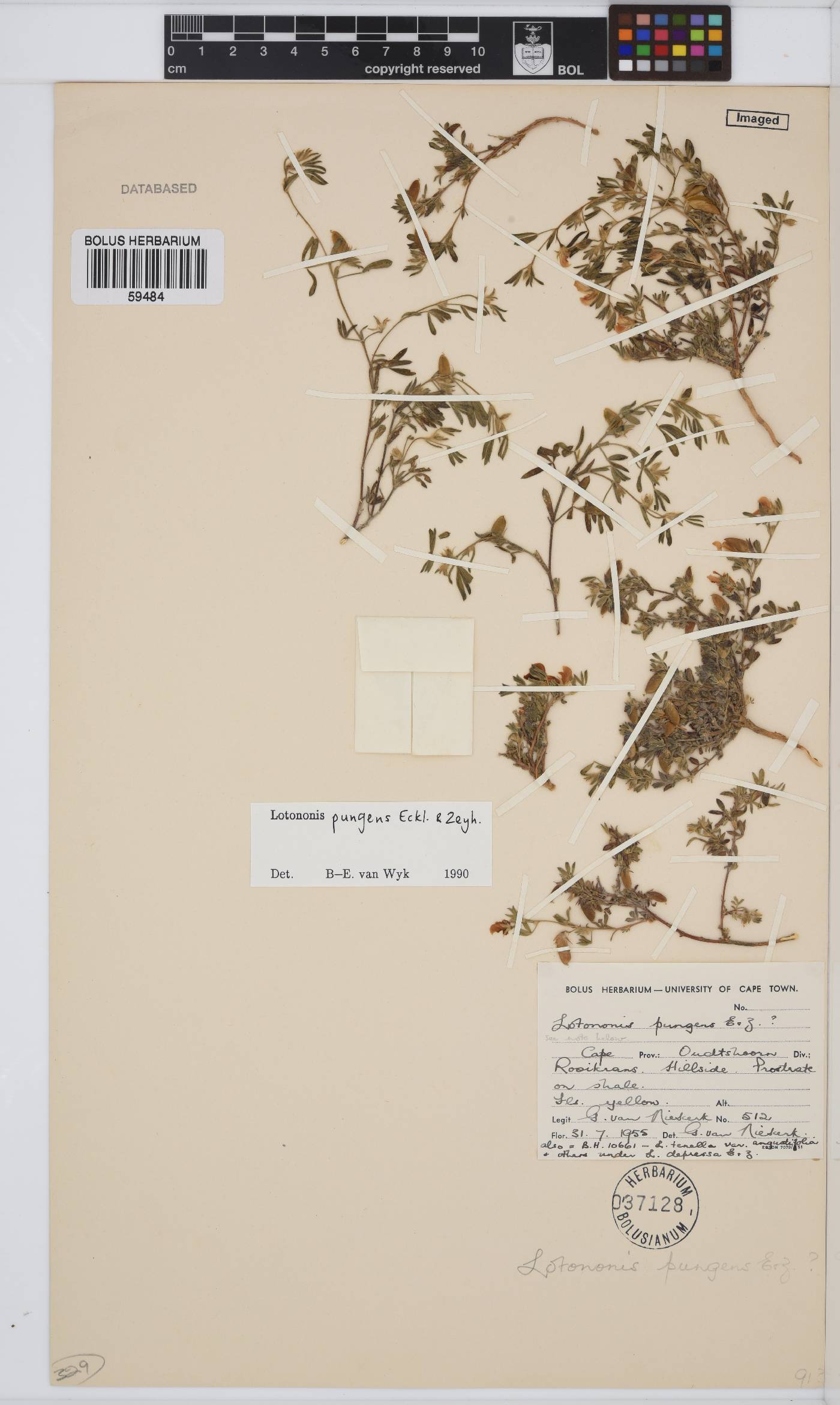 Lotononis image