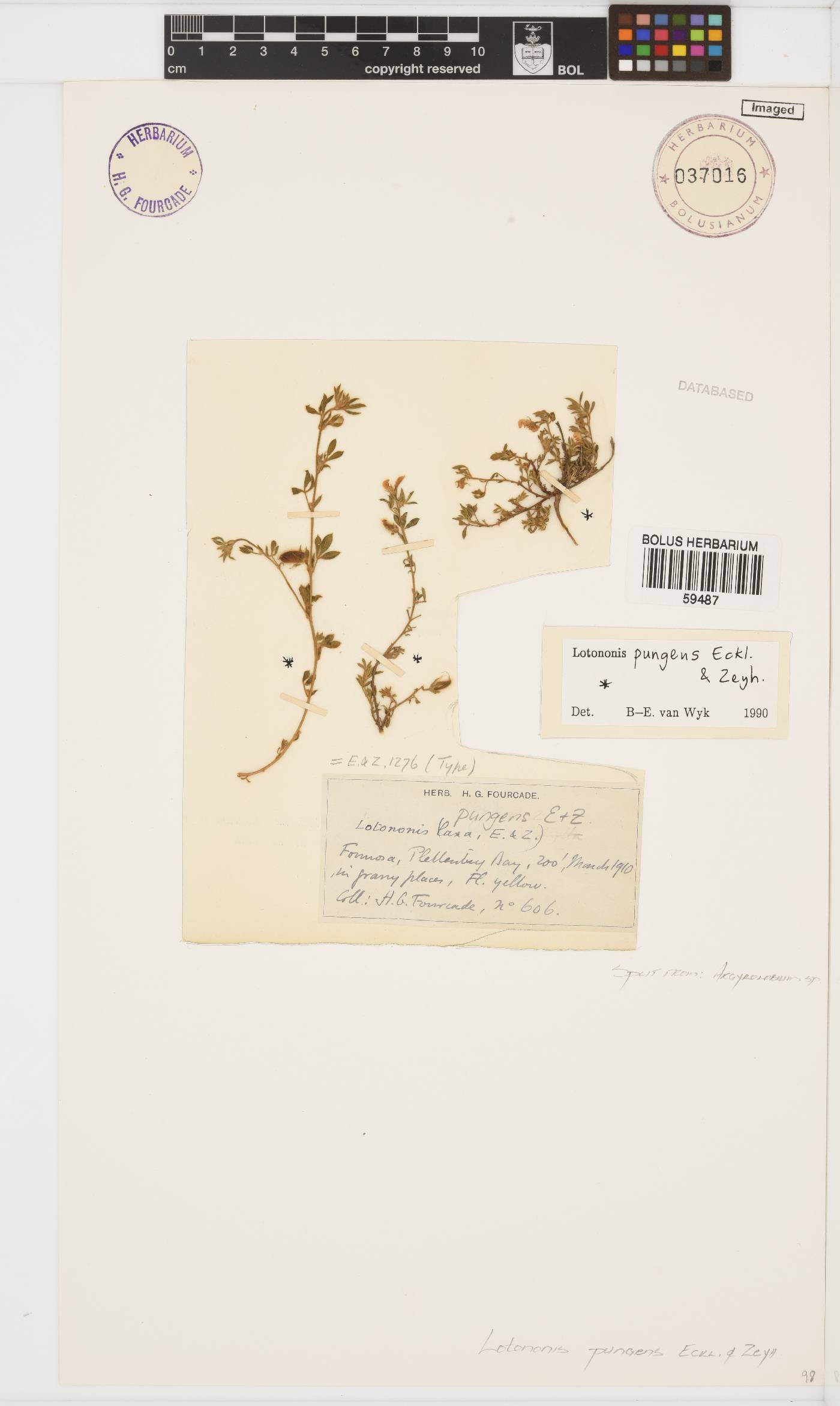 Lotononis pungens image