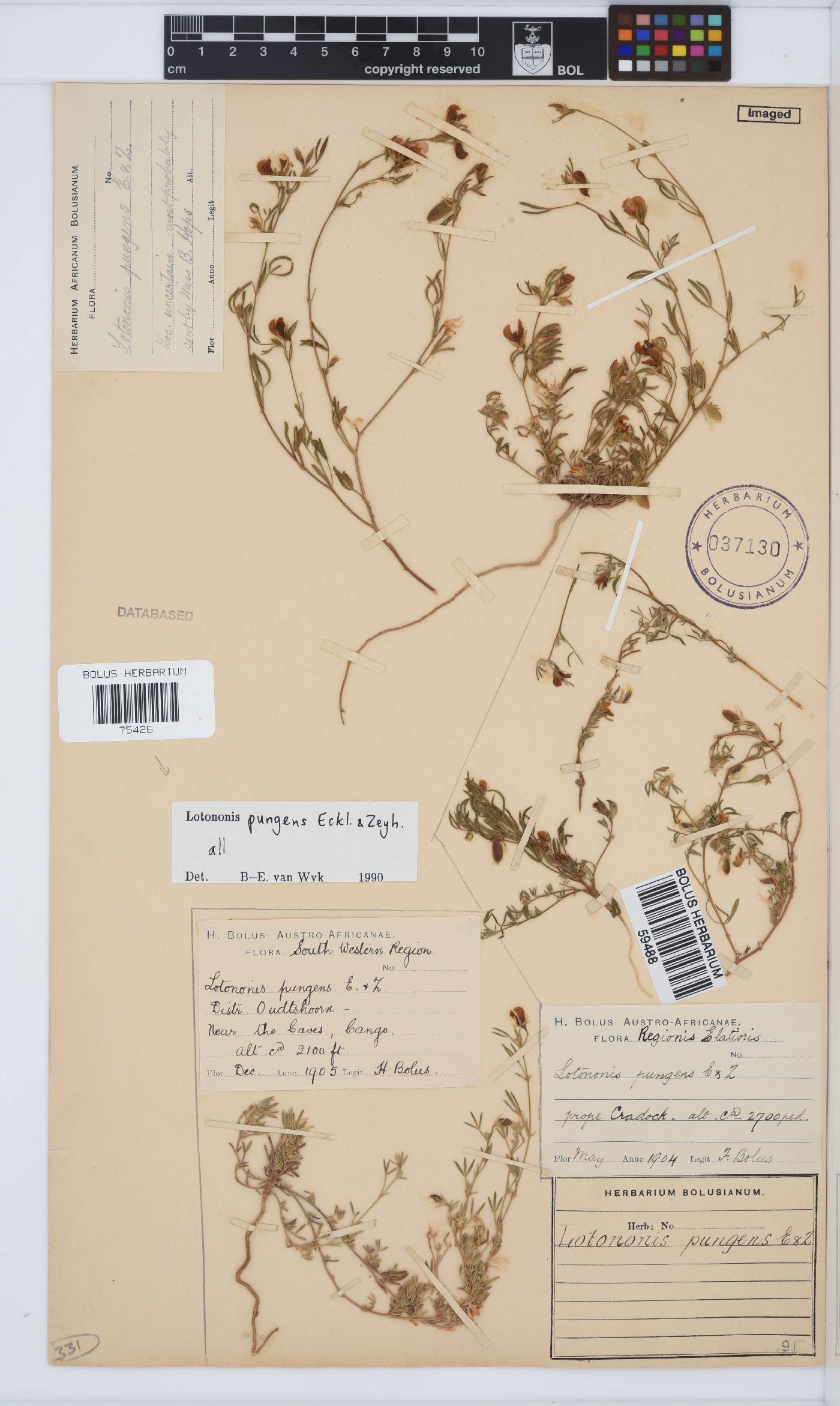 Lotononis pungens image