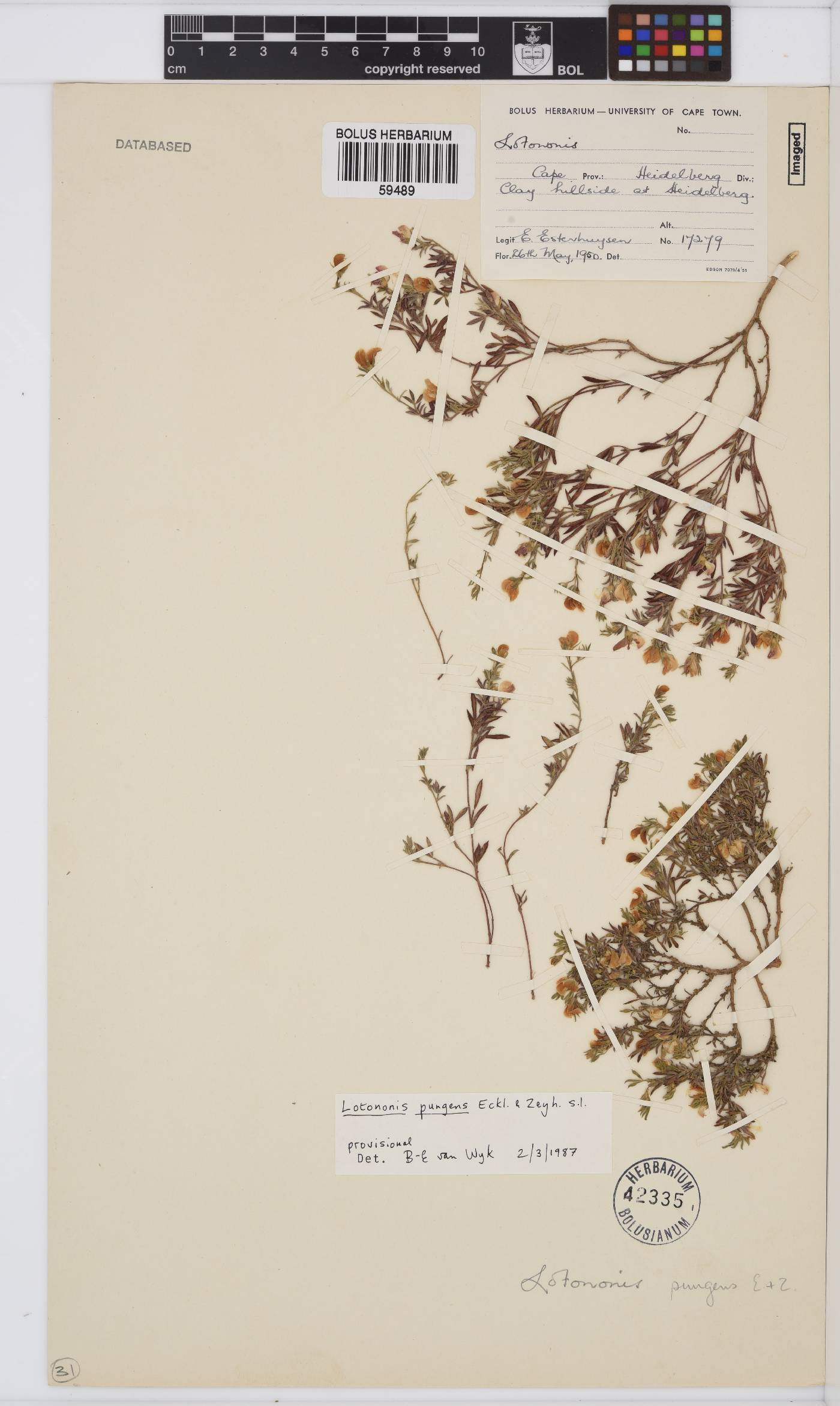 Lotononis pungens image