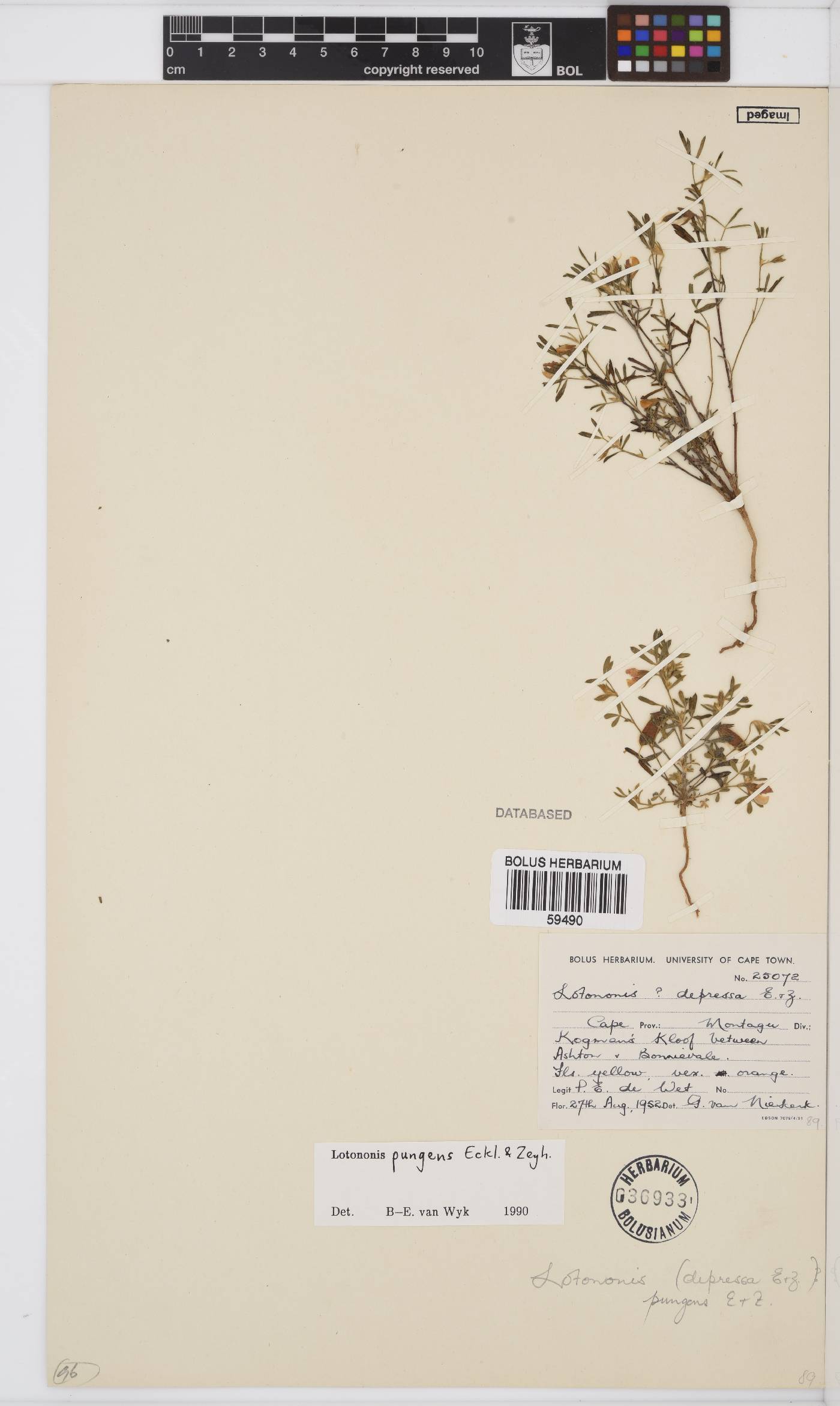 Lotononis pungens image
