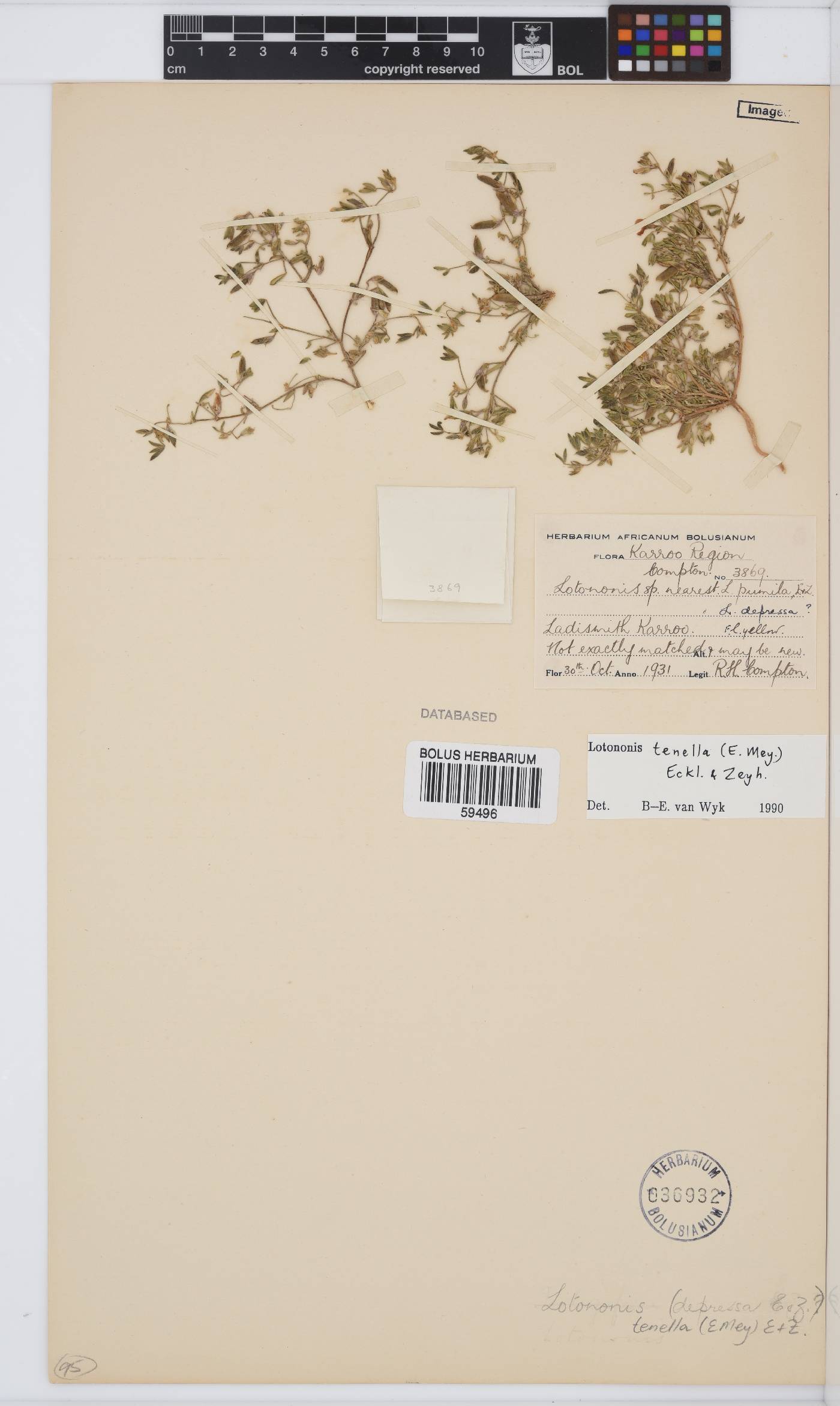 Lotononis tenella image