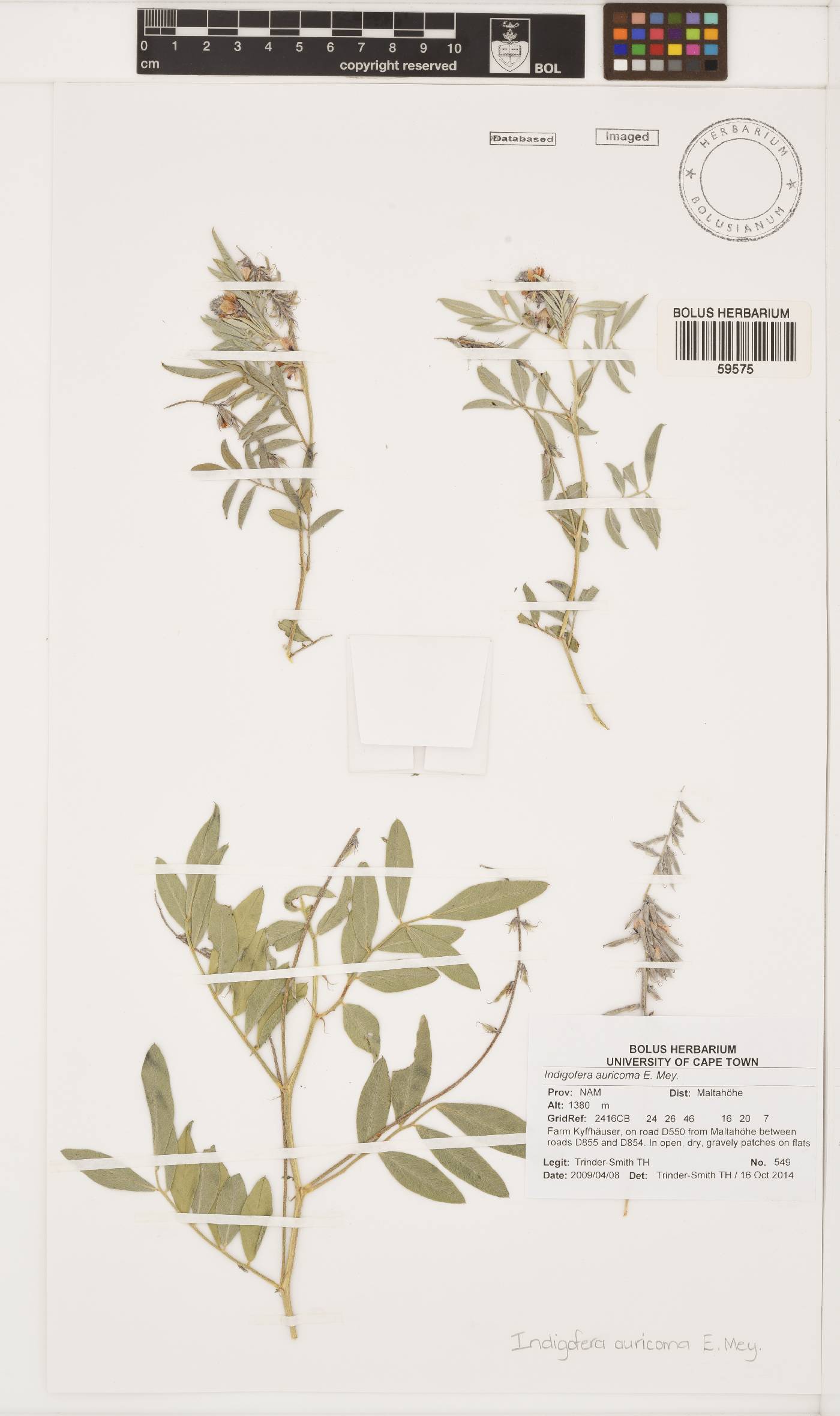 Indigofera auricoma image