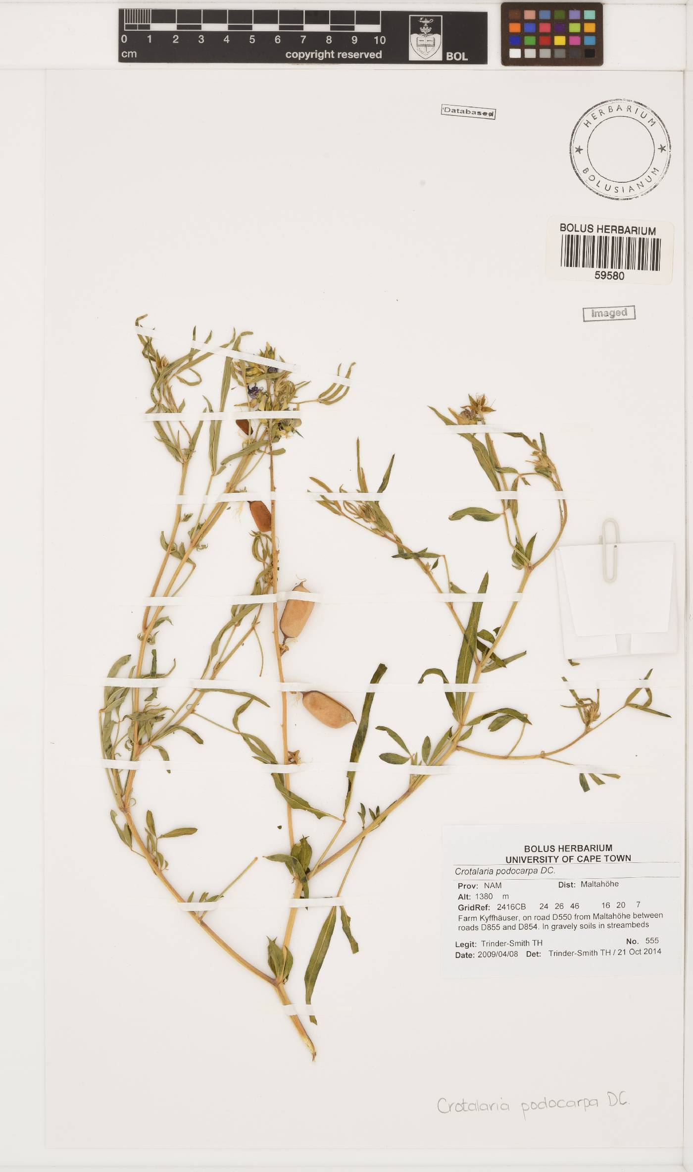 Crotalaria podocarpa image