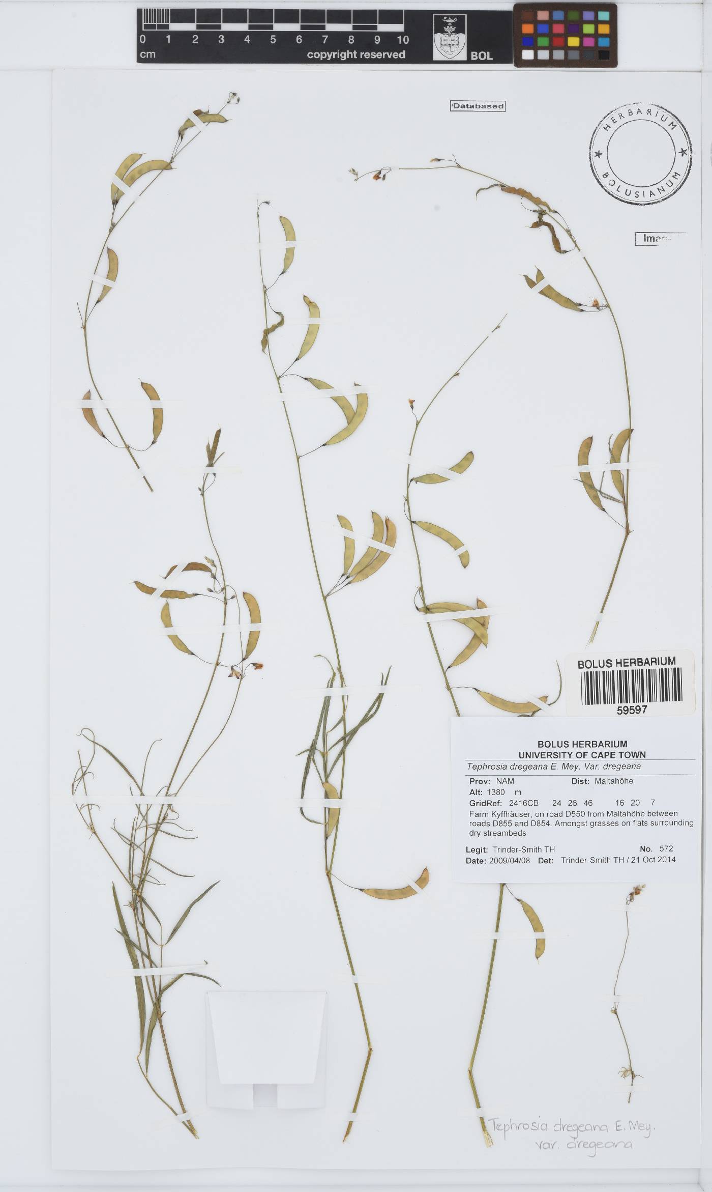 Tephrosia dregeana image