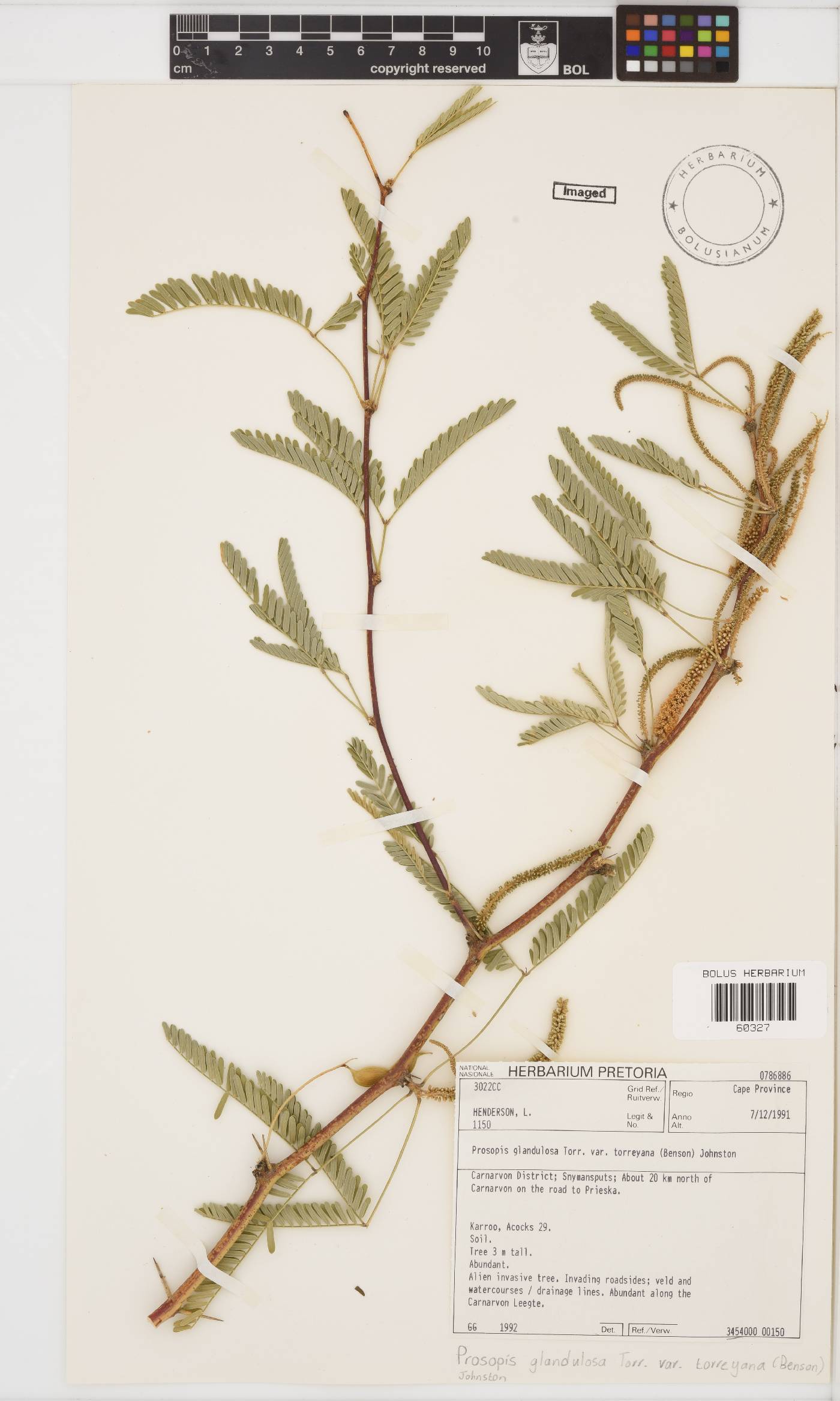 Prosopis glandulosa var. torreyana image