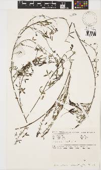 Indigofera heterophylla image