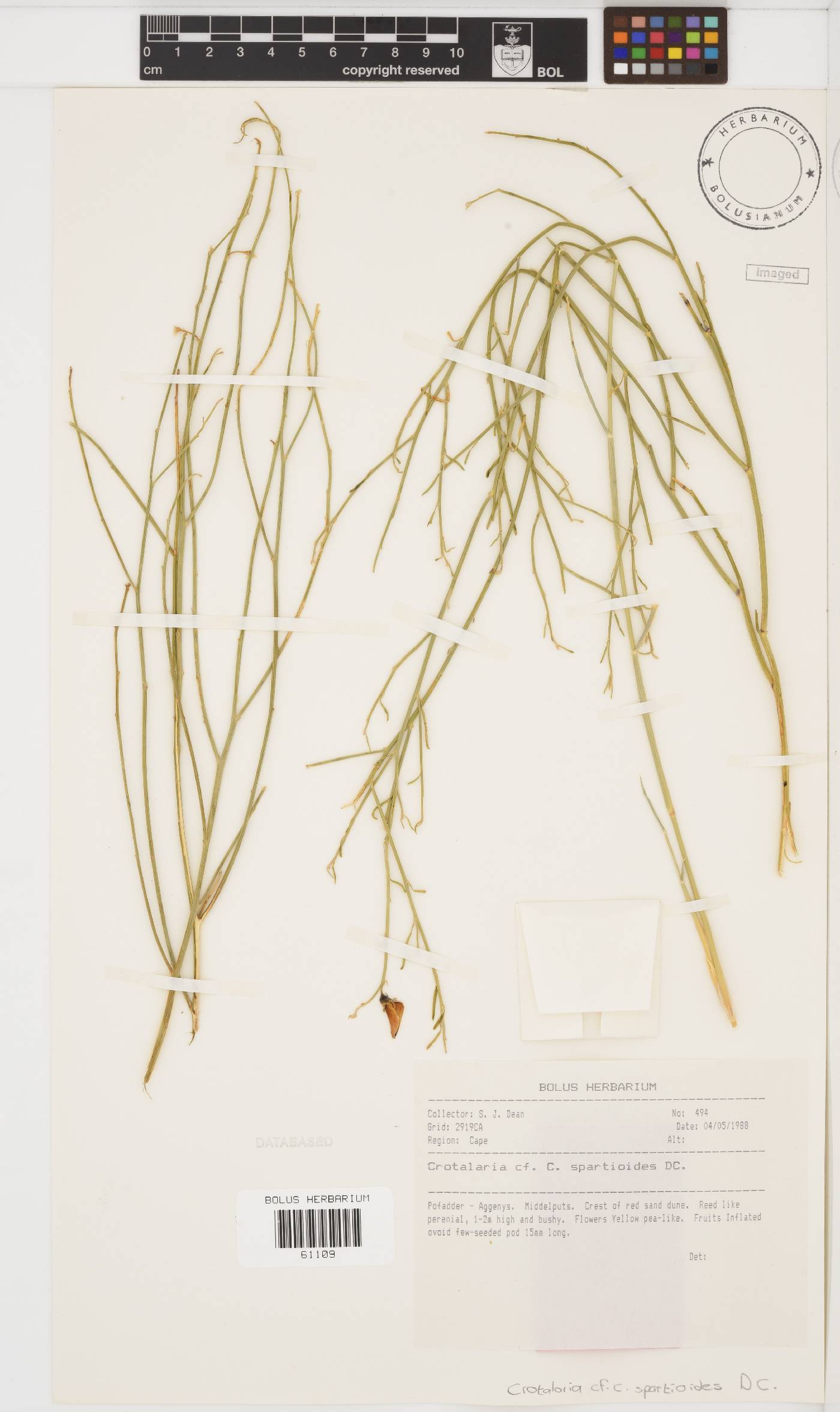 Crotalaria spartioides image