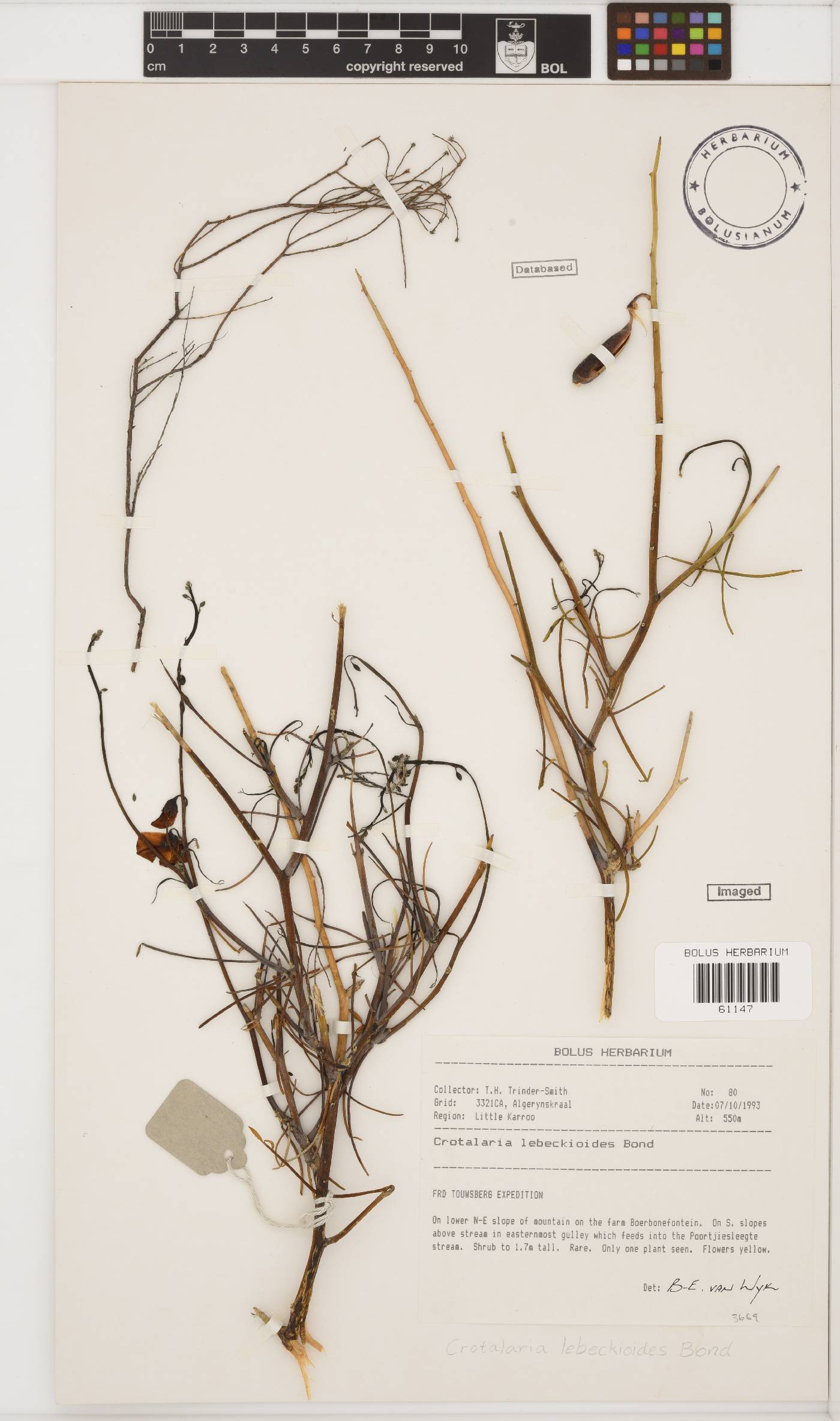 Crotalaria lebeckioides image